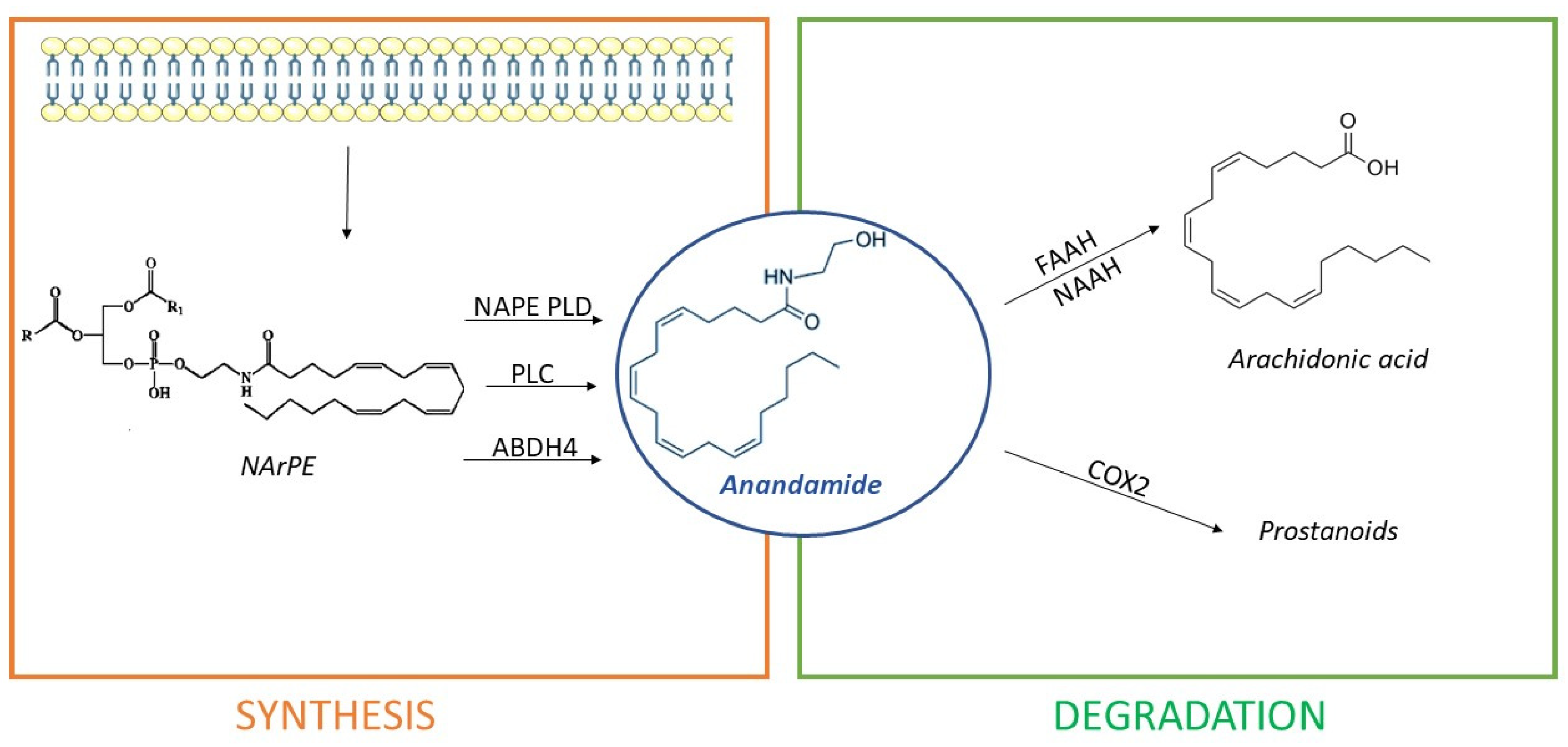 Pharmaceuticals 14 01002 g004 Pharmaceuticals 14 01002 g004