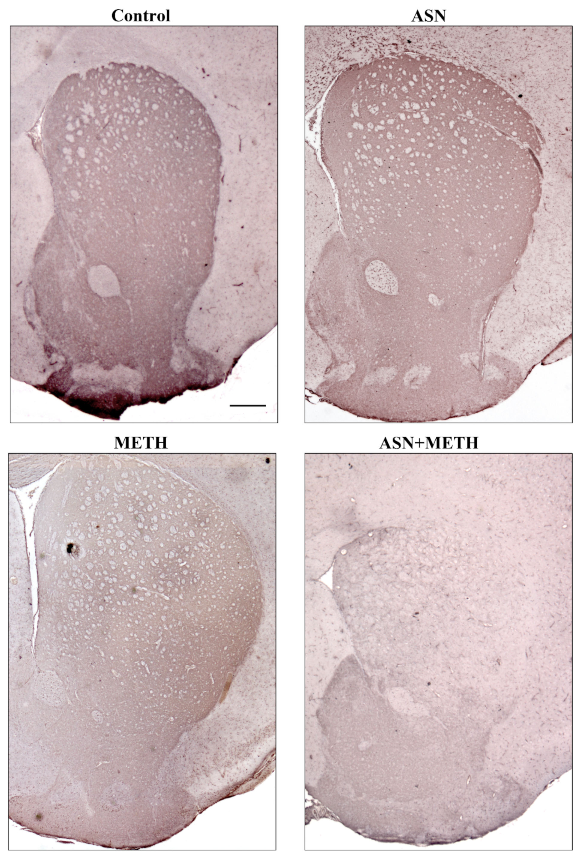 Pharmaceuticals 14 01003 g004 Pharmaceuticals 14 01003 g004