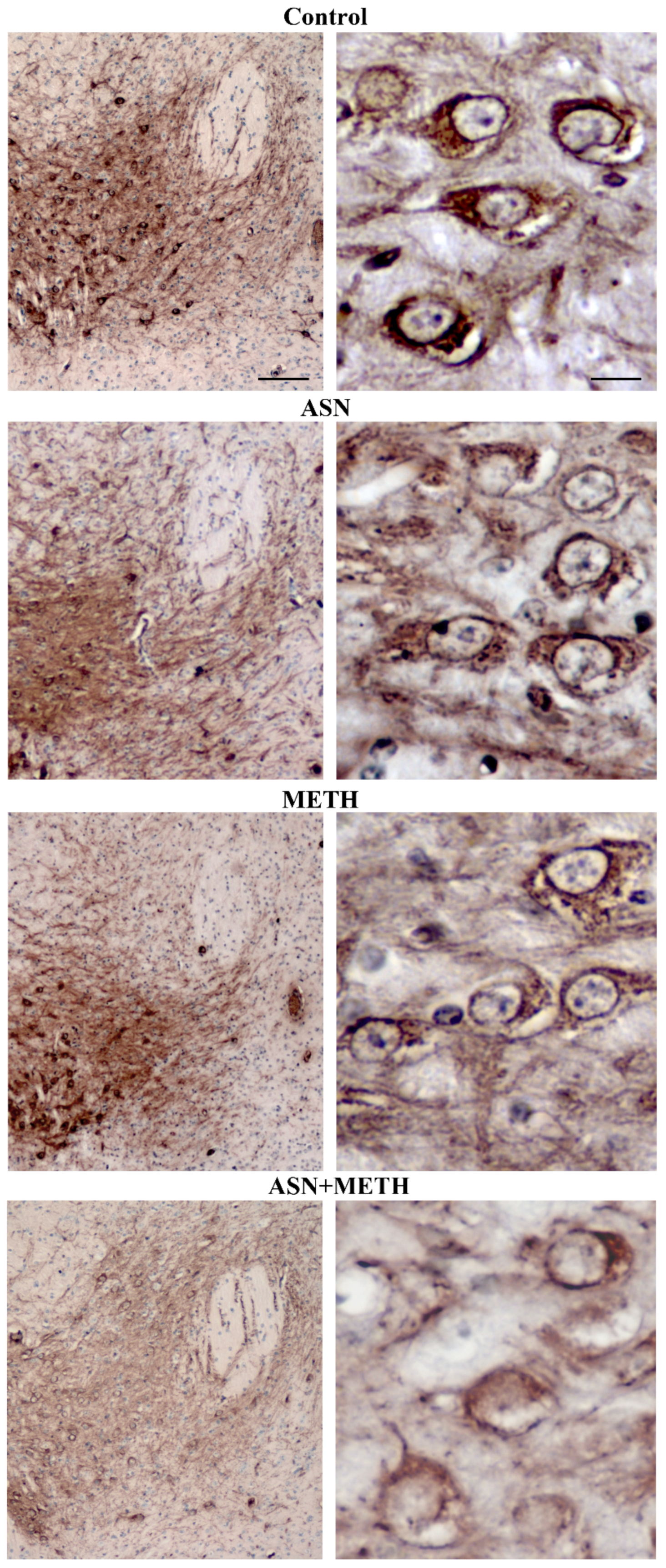 Pharmaceuticals 14 01003 g009 Pharmaceuticals 14 01003 g009