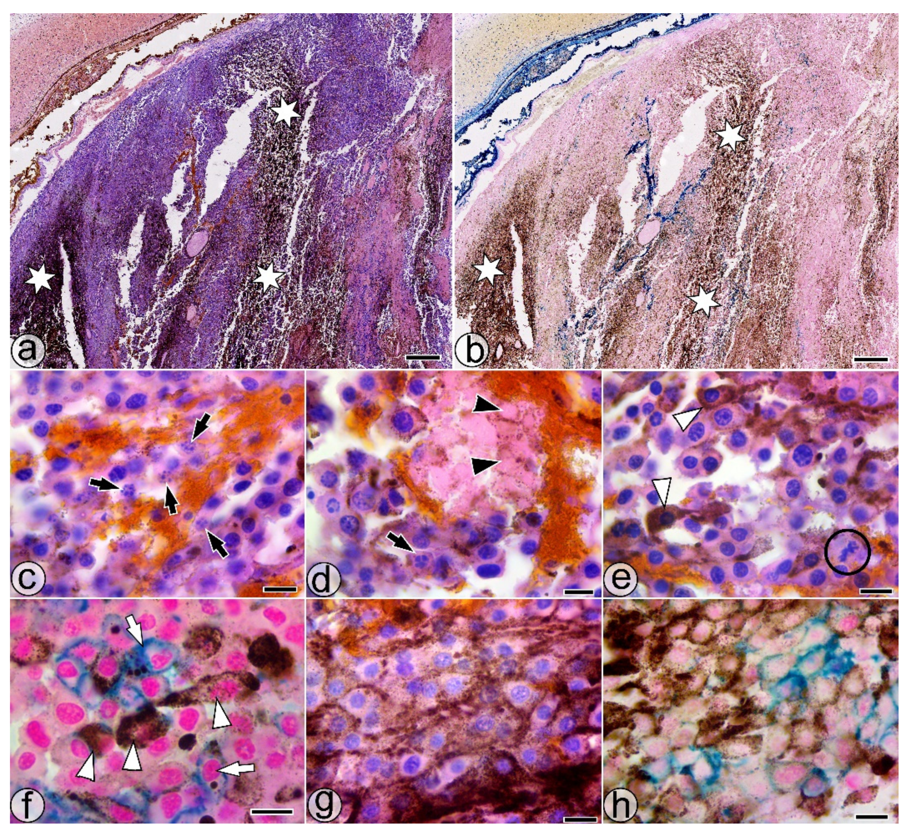 Pharmaceuticals 14 01007 g004 Pharmaceuticals 14 01007 g004