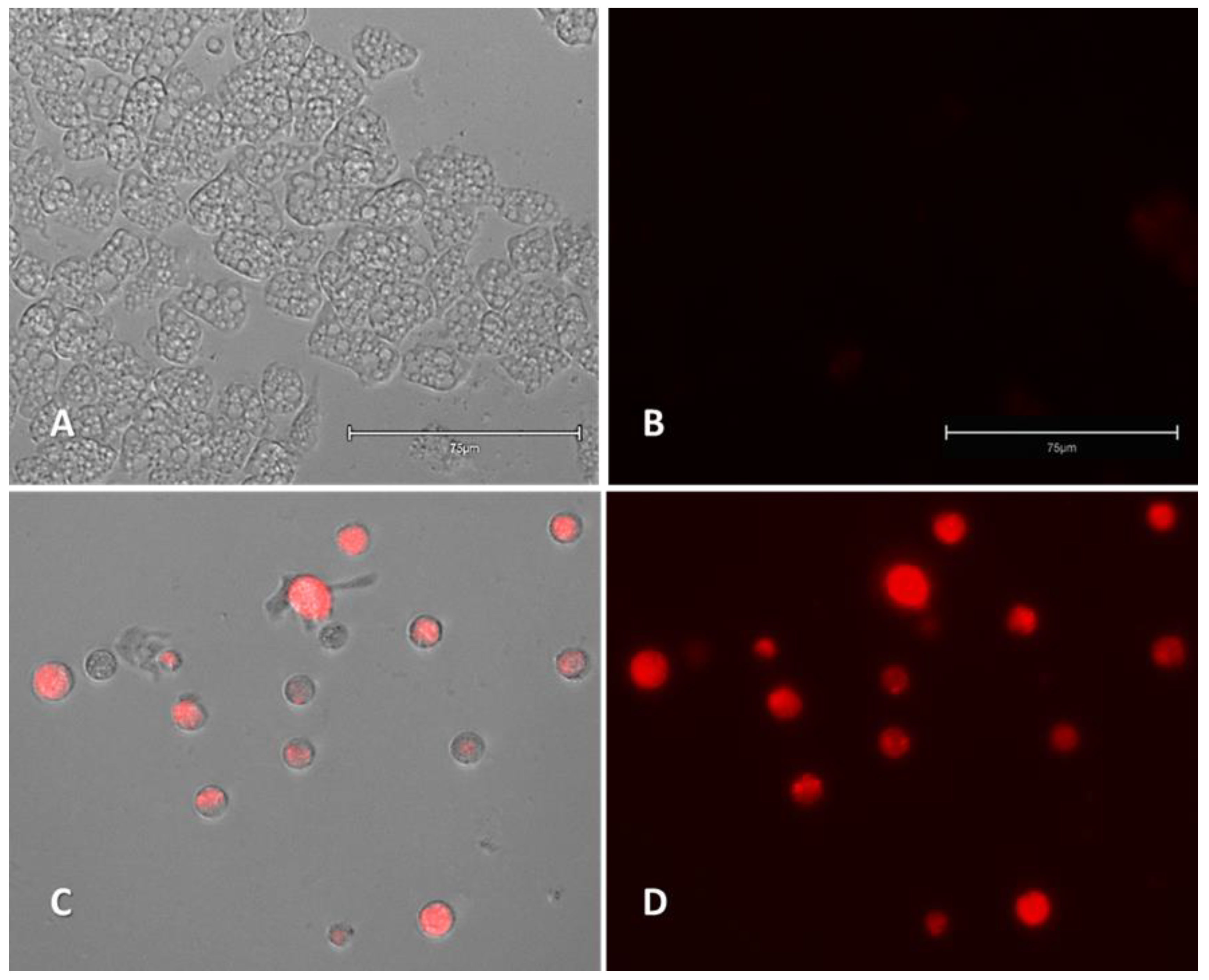 Pharmaceuticals 14 01013 g006