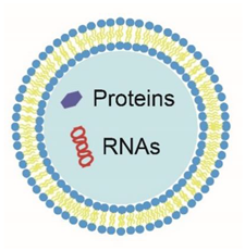 Pharmaceuticals 14 01050 i001