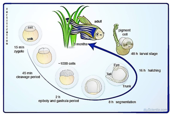Zebrafish: A Practical Guide to Husbandry, Welfare and