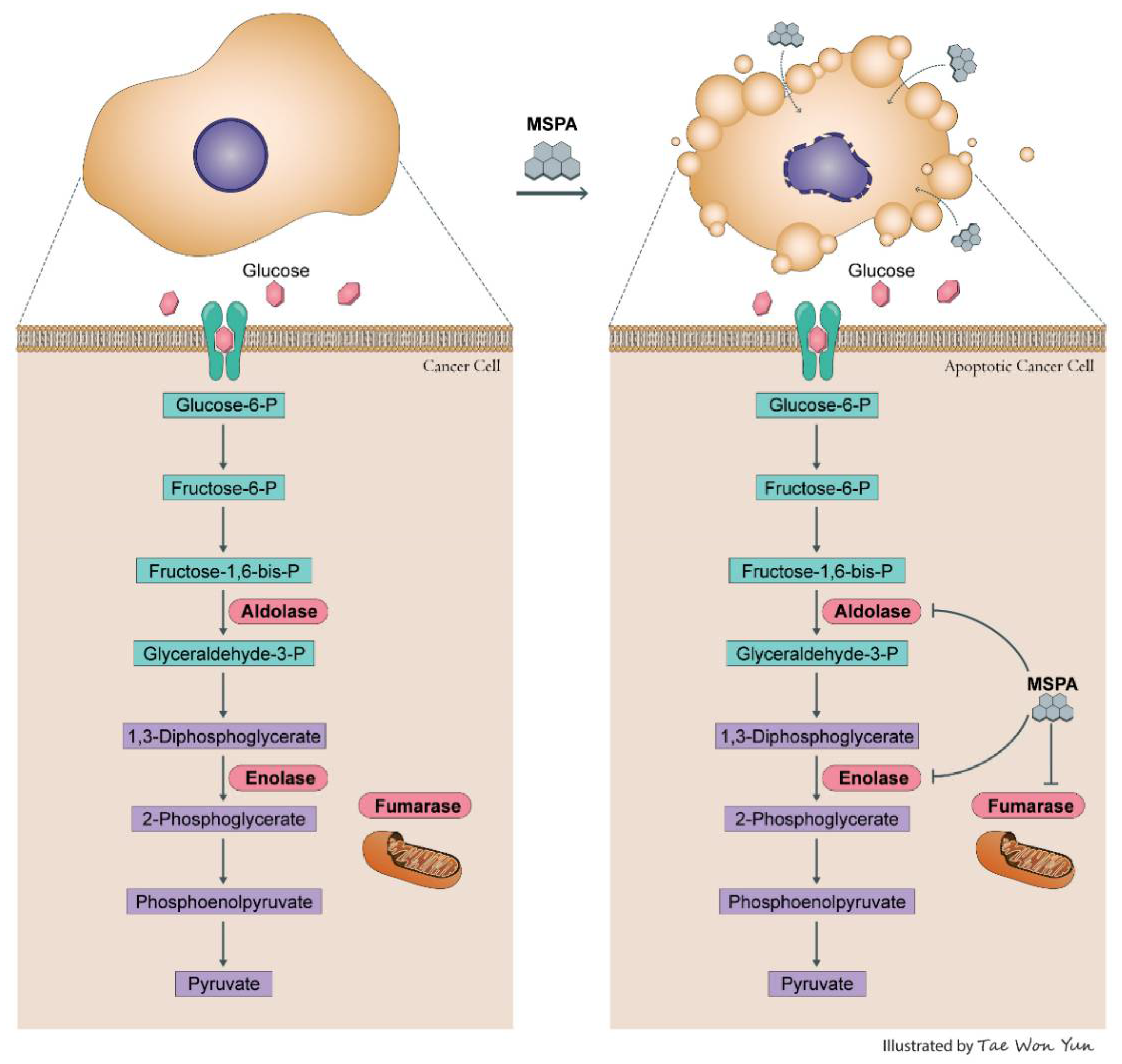 Pharmaceuticals 14 01060 g006 Pharmaceuticals 14 01060 g006