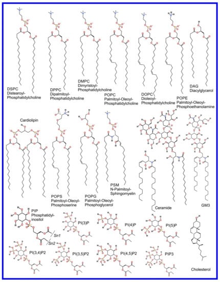 Pharmaceuticals Free Full-Text Mechanistic Understanding from Molecular Dynamics in Pharmaceutical Research 2 Lipid Membrane in Drug Design image