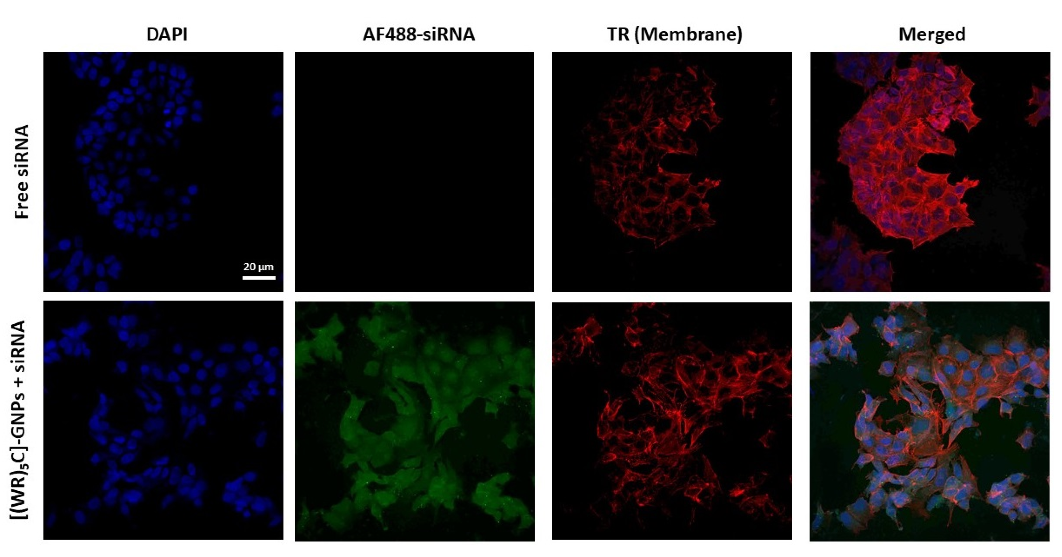 Pharmaceuticals 14 01064 g010