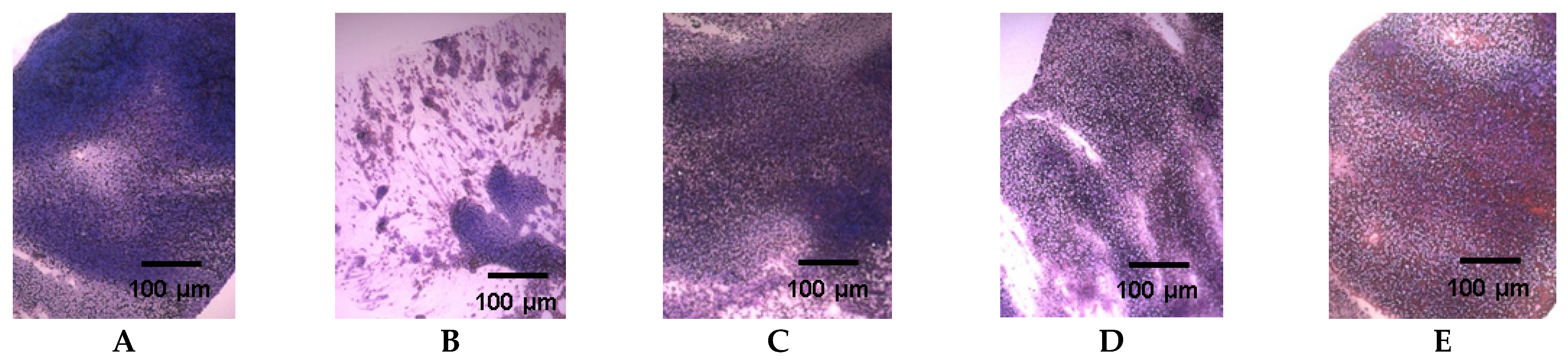 Pharmaceuticals 14 01074 g005