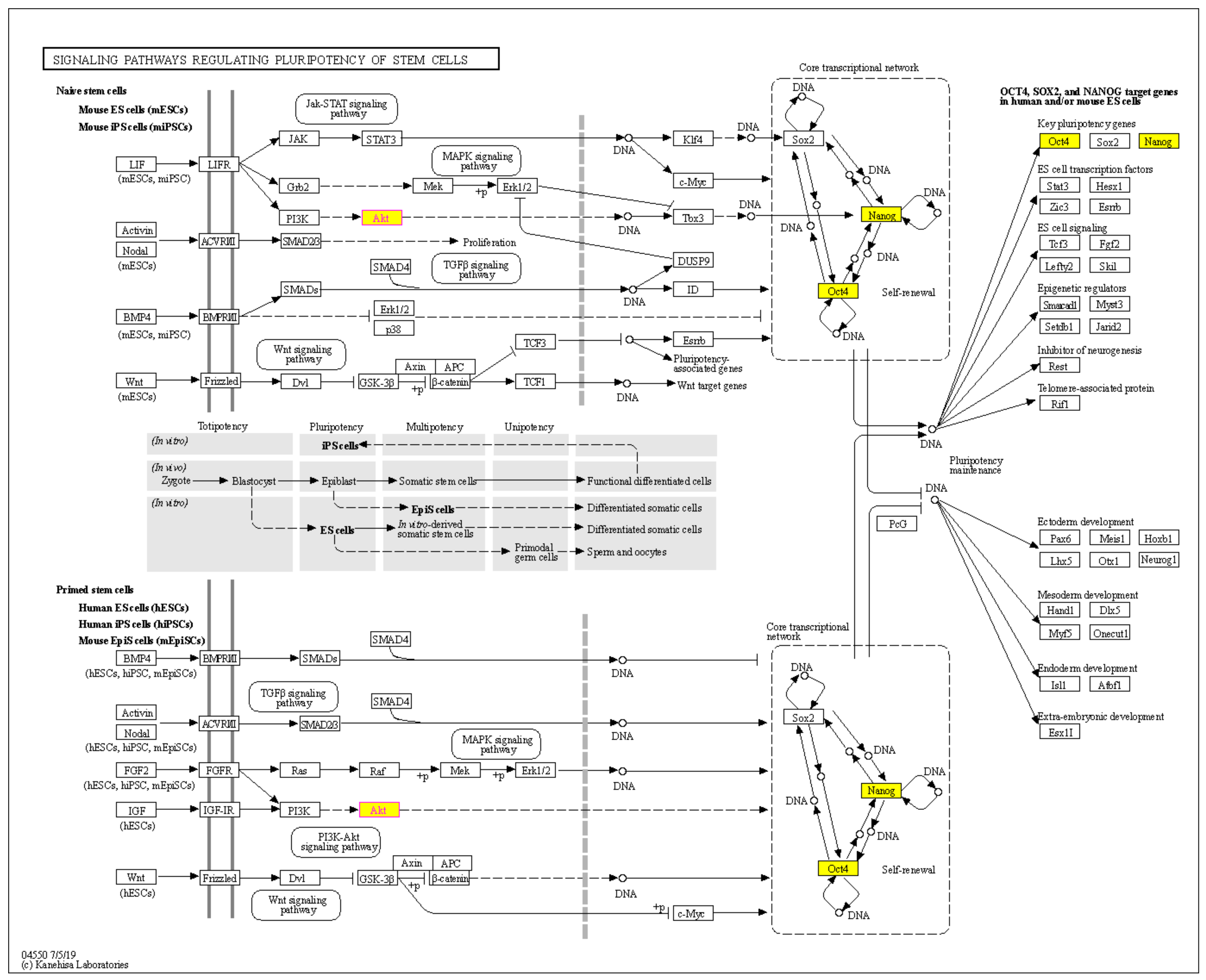Pharmaceuticals 14 01085 g008