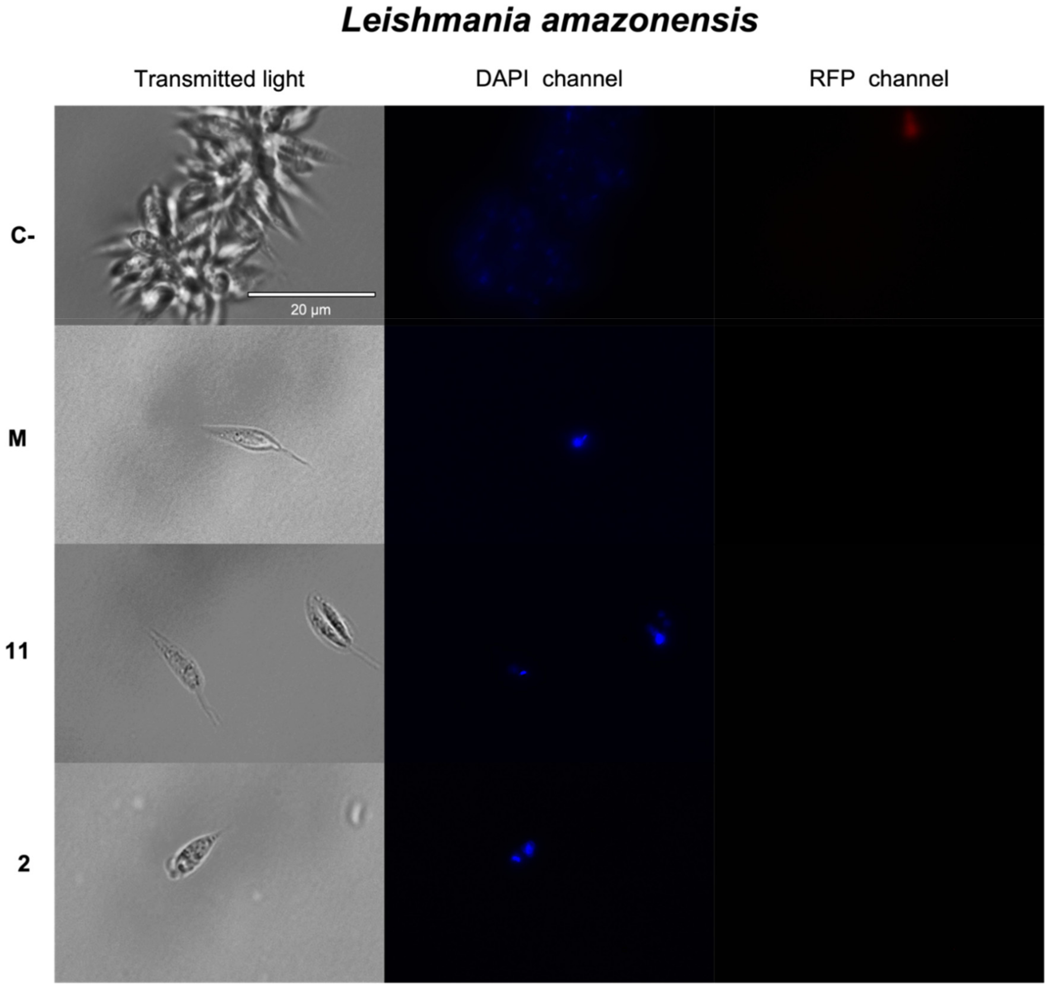 Pharmaceuticals 14 01095 g002a Pharmaceuticals 14 01095 g002a