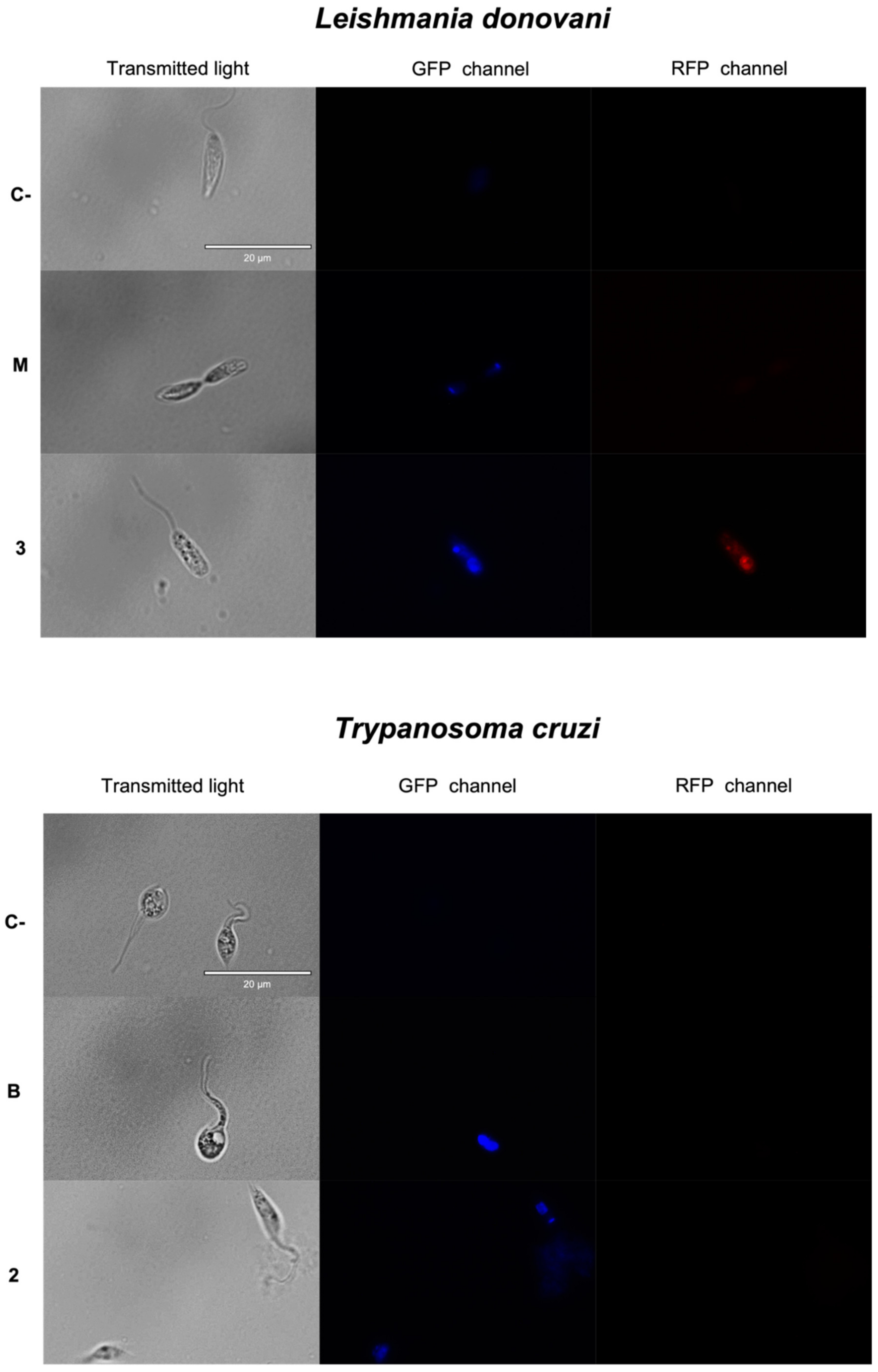 Pharmaceuticals 14 01095 g002b Pharmaceuticals 14 01095 g002b