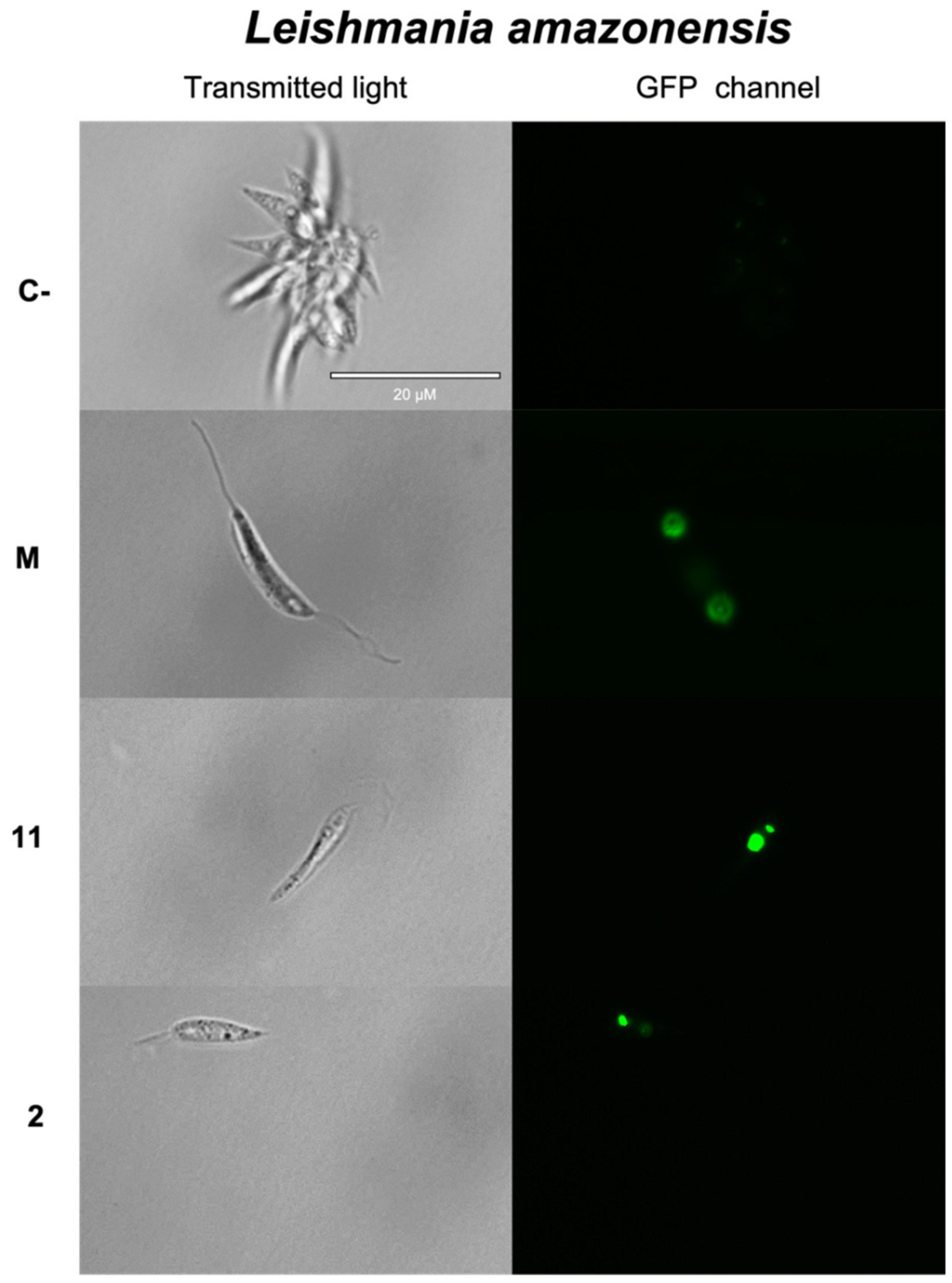 Pharmaceuticals 14 01095 g003a Pharmaceuticals 14 01095 g003a