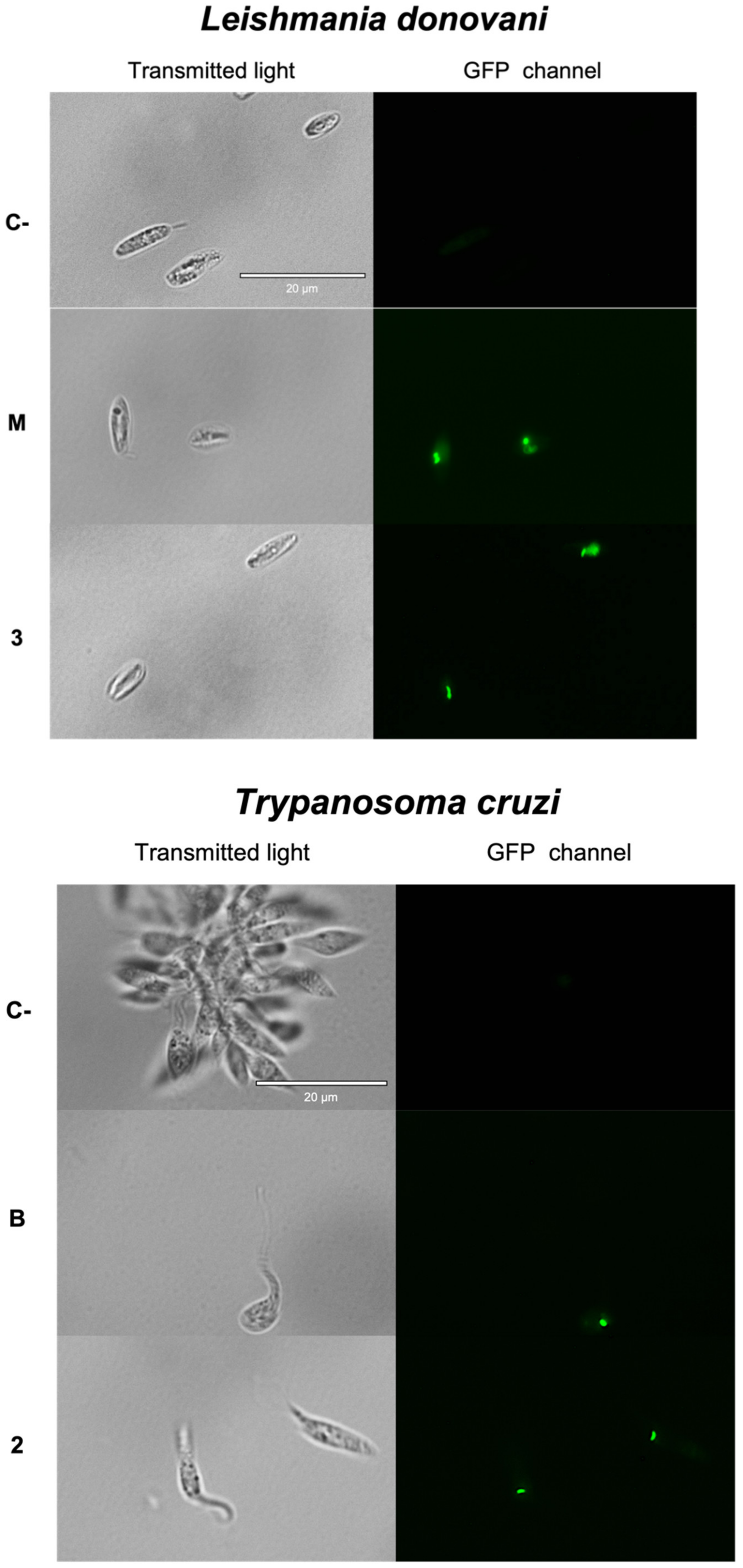 Pharmaceuticals 14 01095 g003b Pharmaceuticals 14 01095 g003b