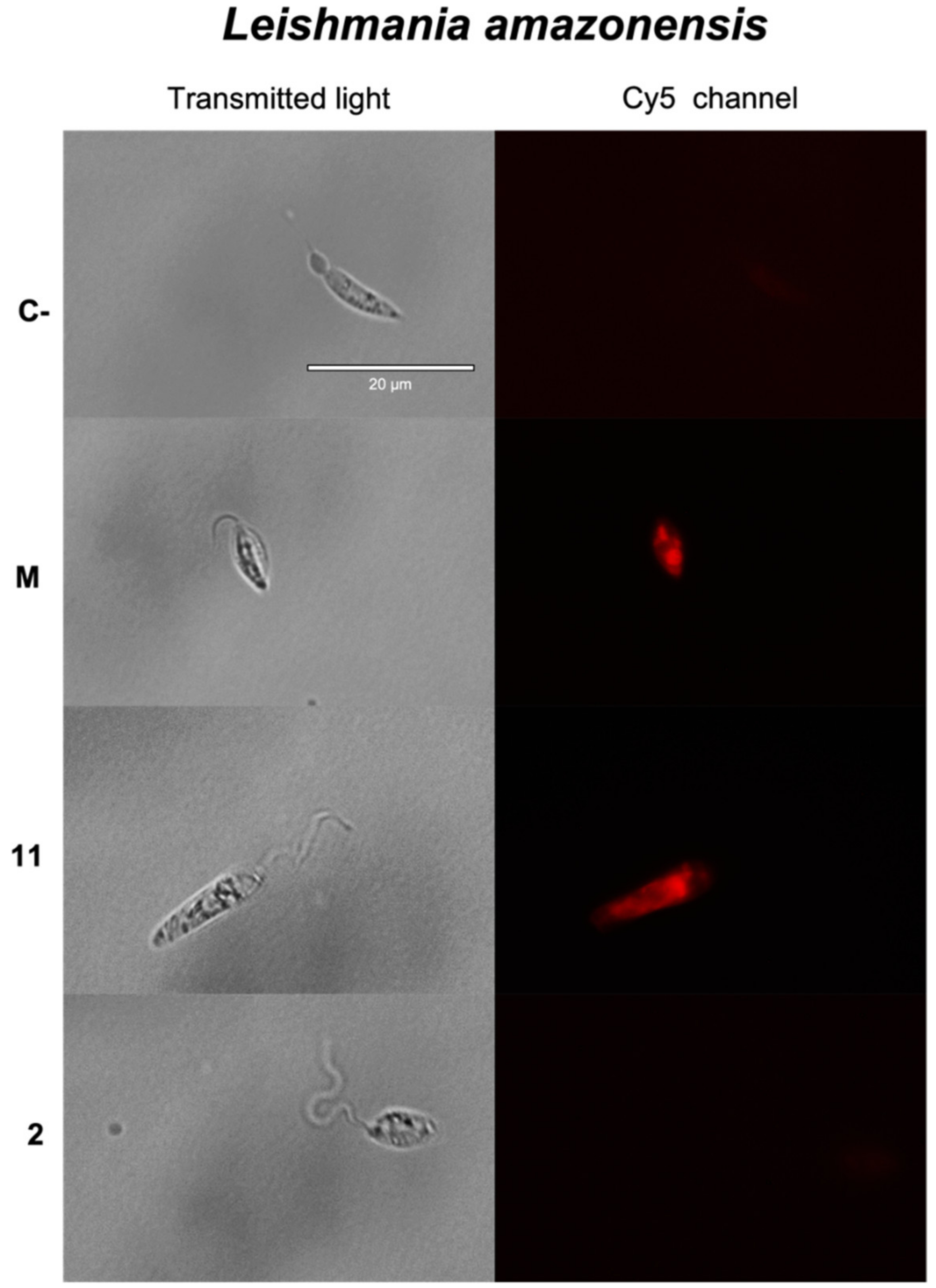 Pharmaceuticals 14 01095 g006a Pharmaceuticals 14 01095 g006a