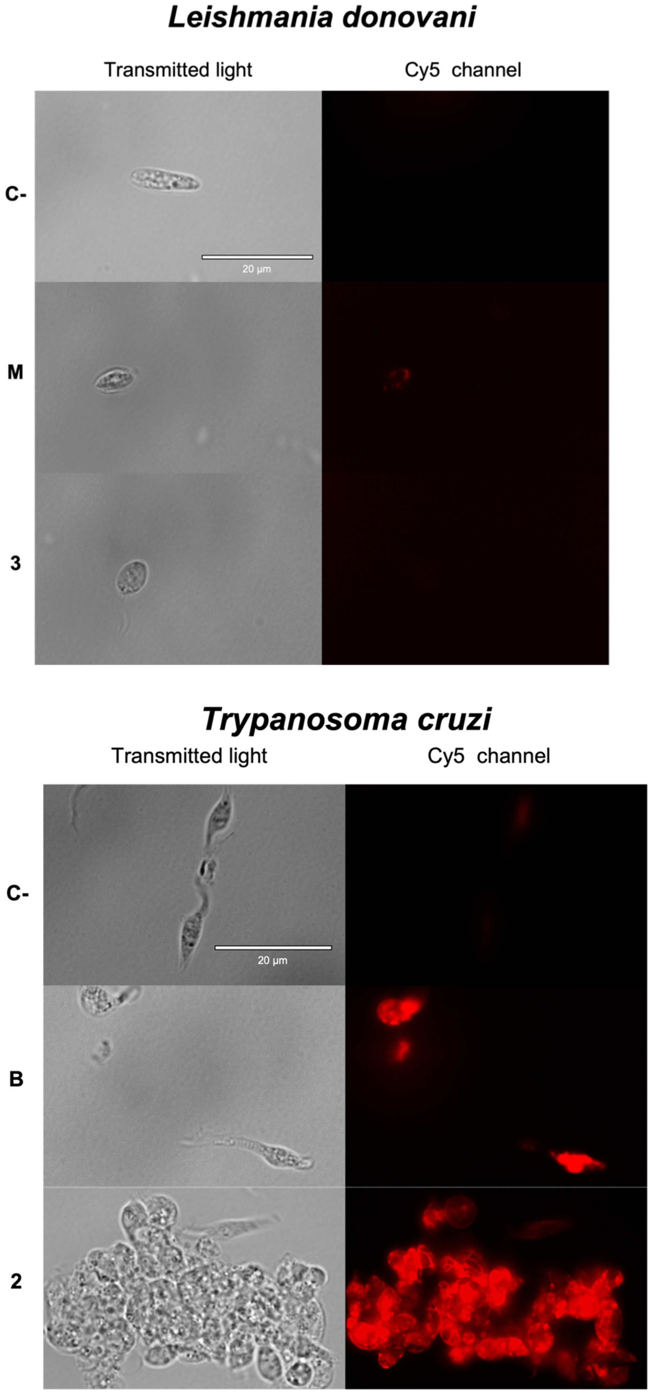Pharmaceuticals 14 01095 g006b Pharmaceuticals 14 01095 g006b