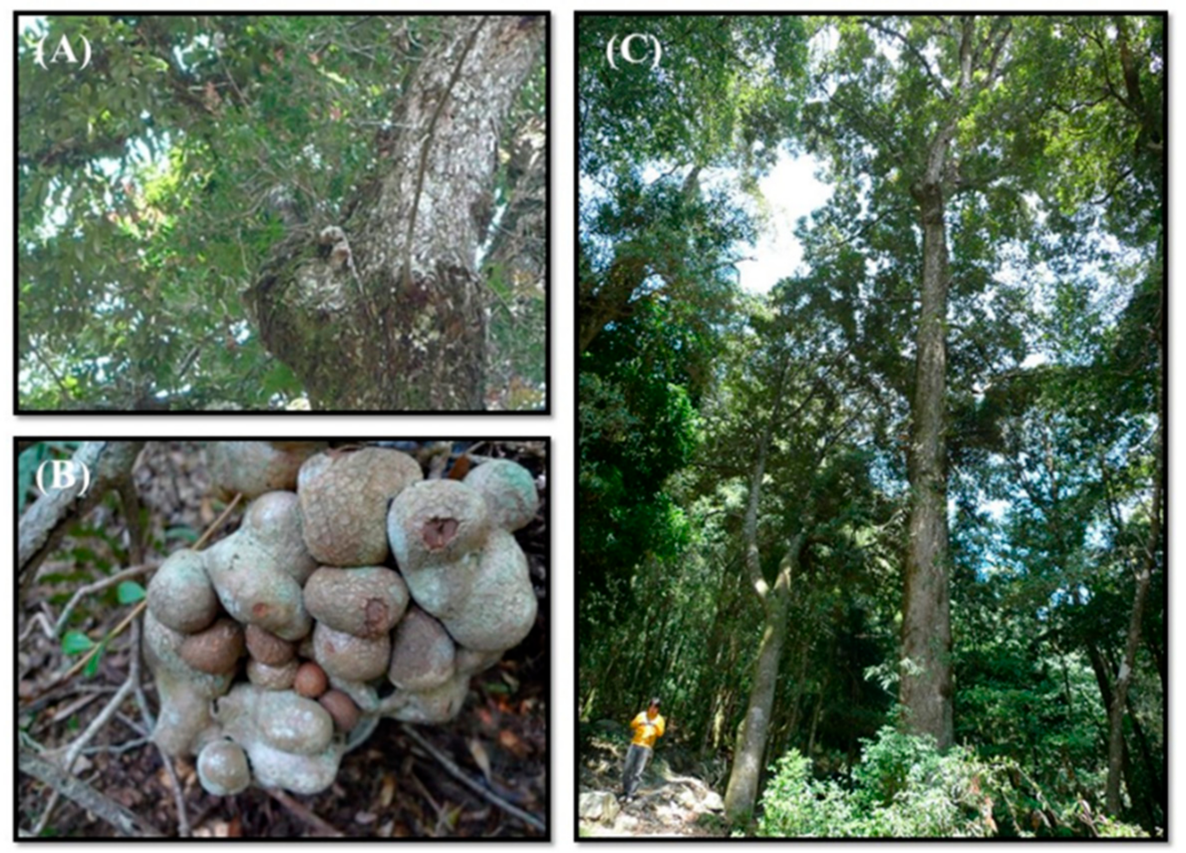 Pharmaceuticals 14 01098 g001