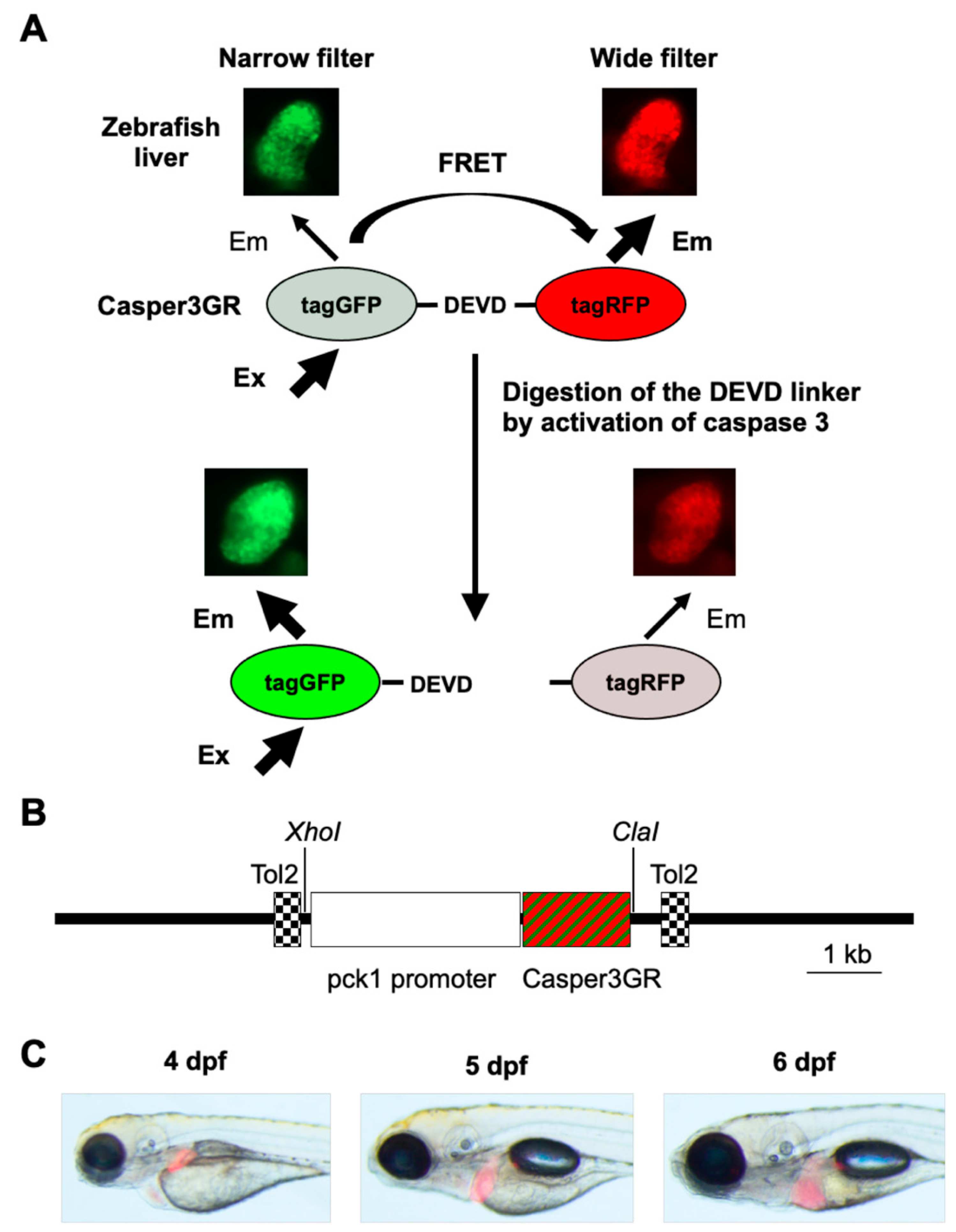 Pharmaceuticals 14 01117 g001