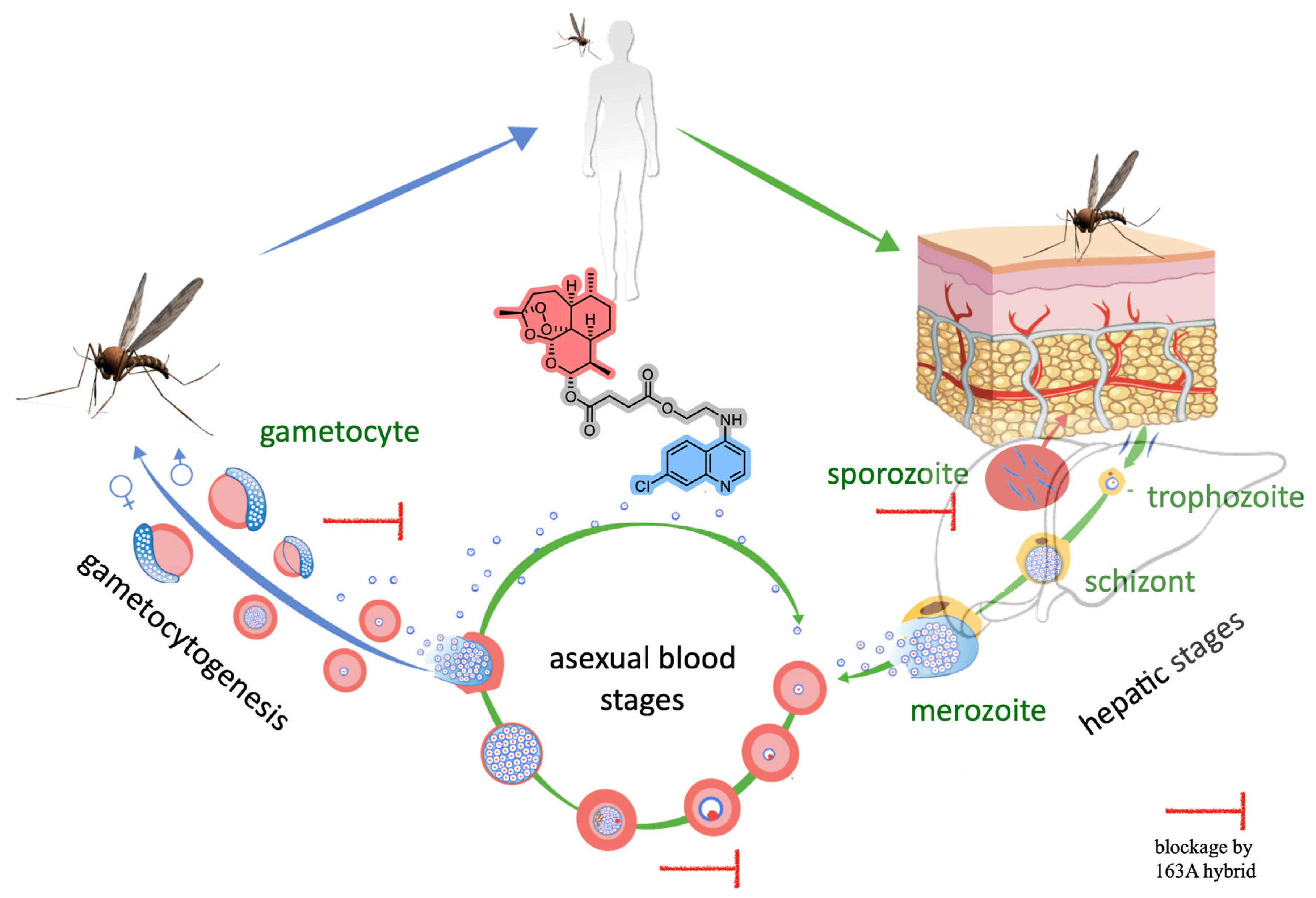 Pharmaceuticals 14 01129 g007 Pharmaceuticals 14 01129 g007
