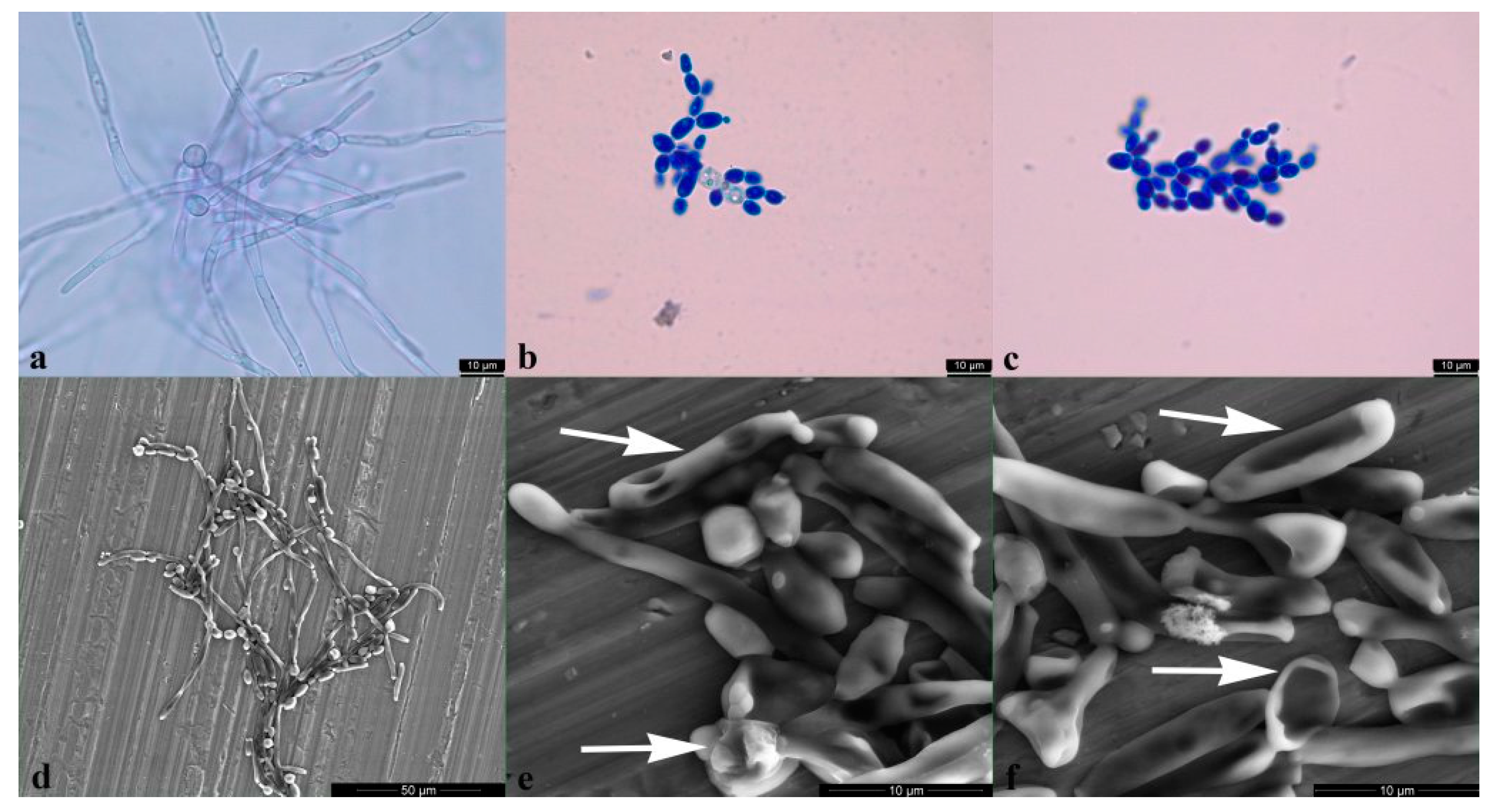 Pharmaceuticals 14 01130 g006