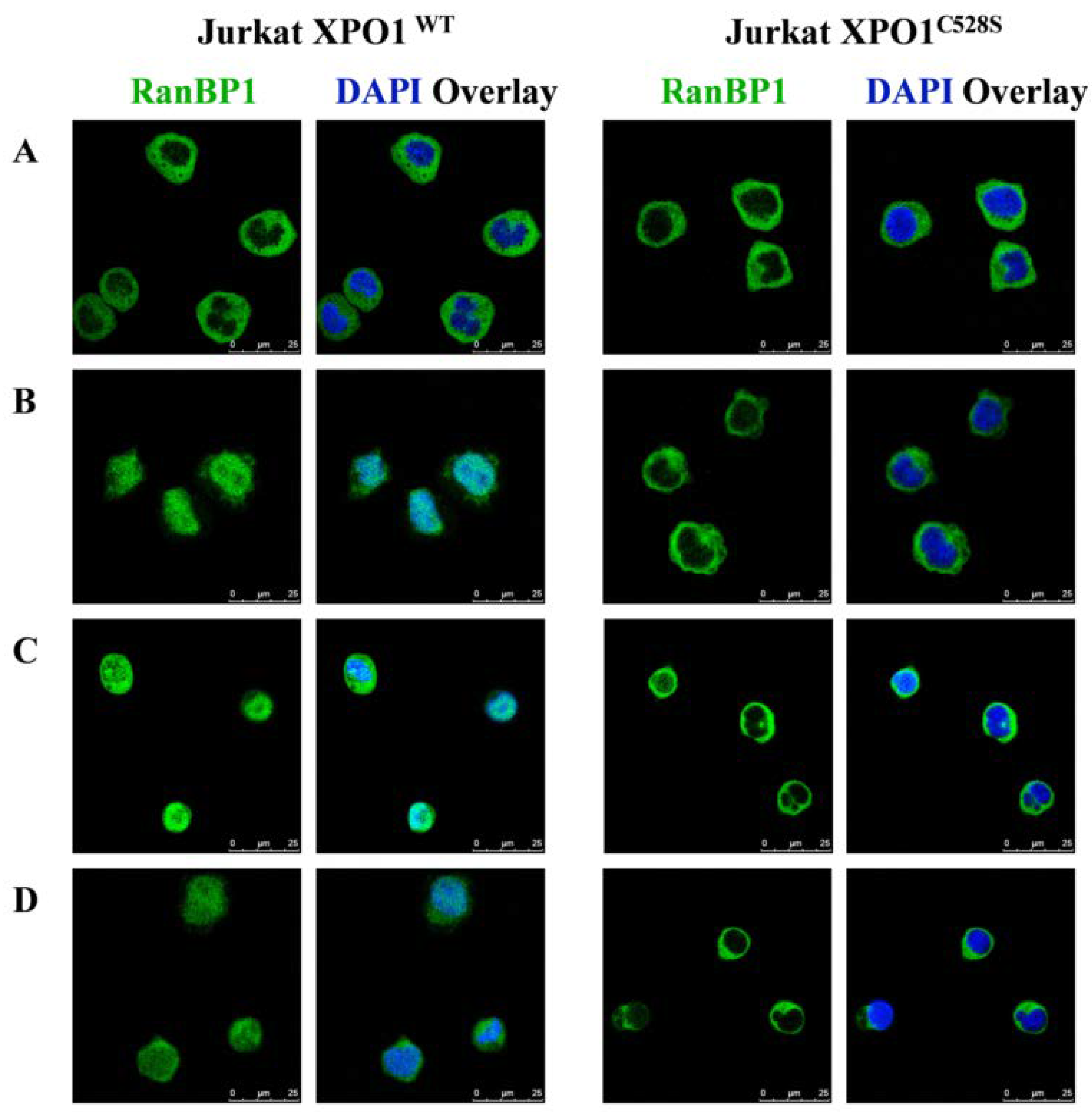 Pharmaceuticals 14 01131 g004