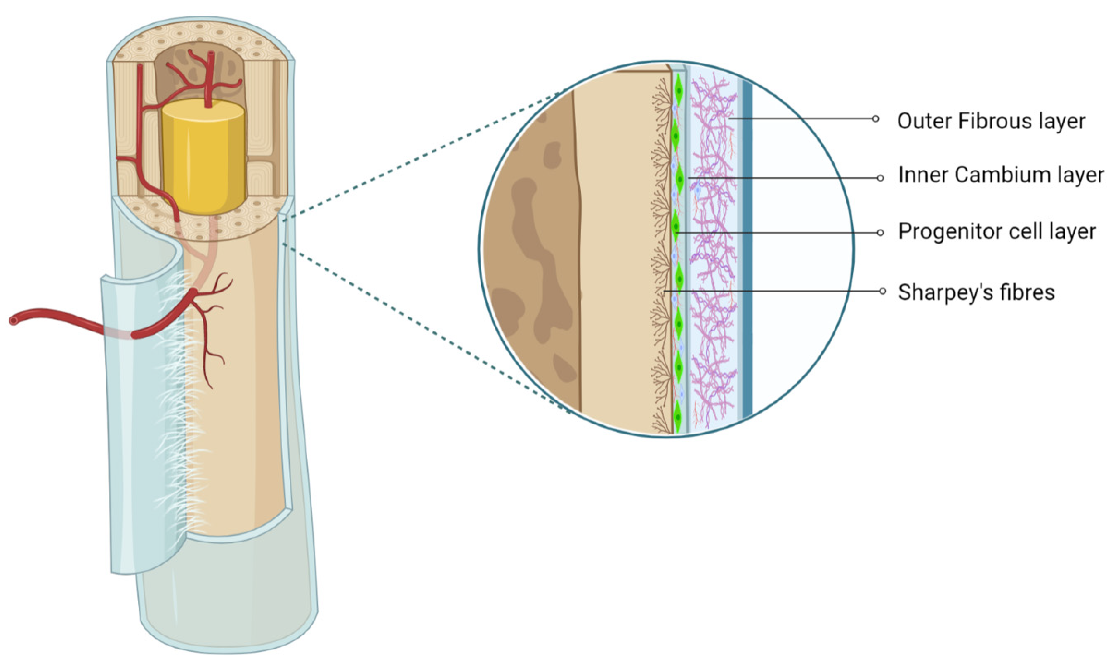 Pharmaceuticals Free FullText Osteogenic and Chondrogenic