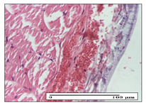 Pharmaceuticals 14 01146 i005 Pharmaceuticals 14 01146 i005