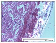 Pharmaceuticals 14 01146 i006 Pharmaceuticals 14 01146 i006