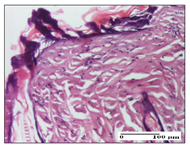 Pharmaceuticals 14 01146 i007 Pharmaceuticals 14 01146 i007