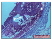 Pharmaceuticals 14 01146 i010 Pharmaceuticals 14 01146 i010