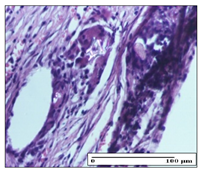 Pharmaceuticals 14 01146 i032 Pharmaceuticals 14 01146 i032