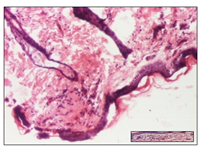 Pharmaceuticals 14 01146 i043 Pharmaceuticals 14 01146 i043