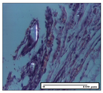 Pharmaceuticals 14 01146 i050 Pharmaceuticals 14 01146 i050