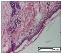 Pharmaceuticals 14 01146 i062 Pharmaceuticals 14 01146 i062
