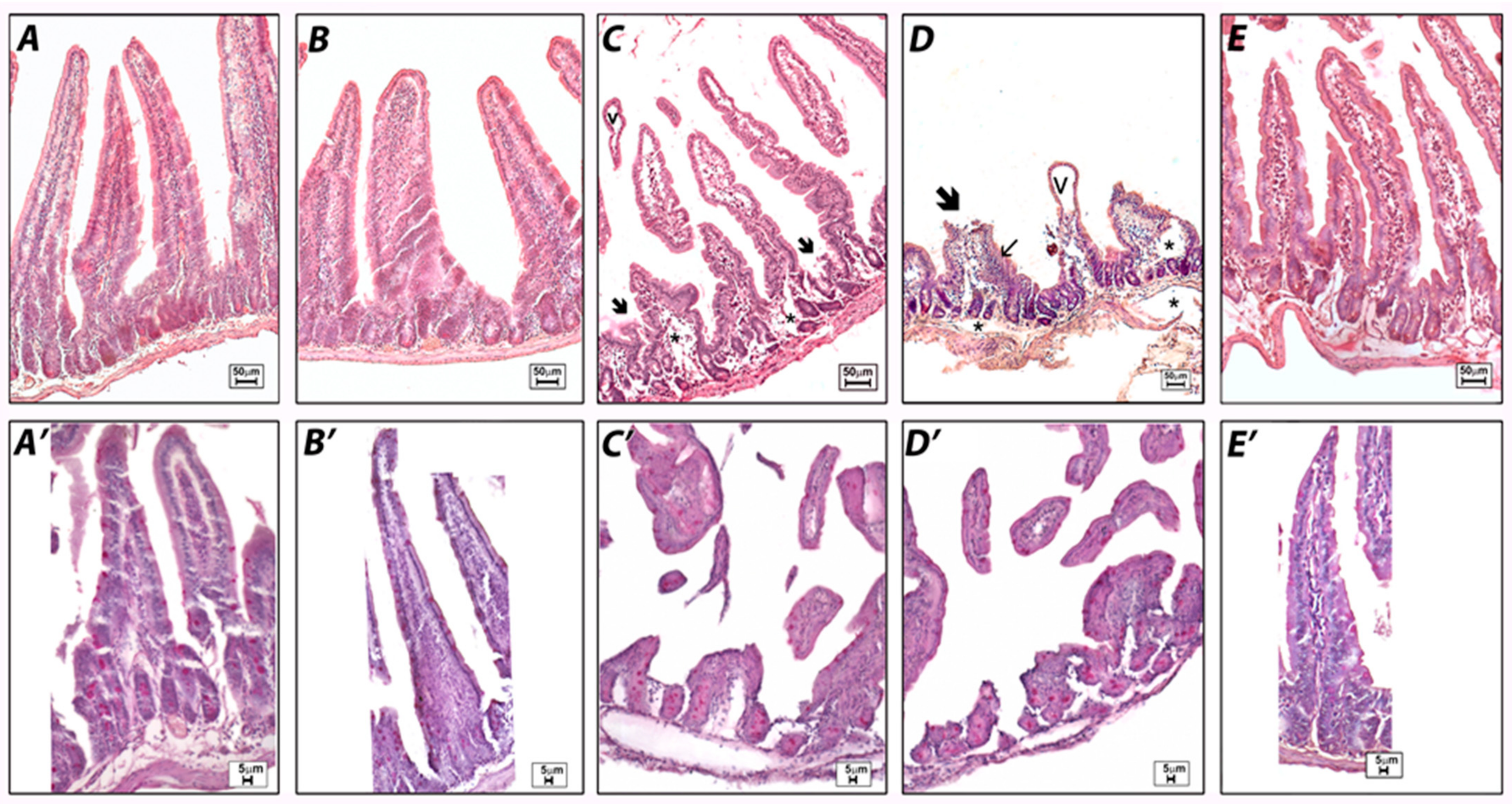 Pharmaceuticals 14 01149 g006