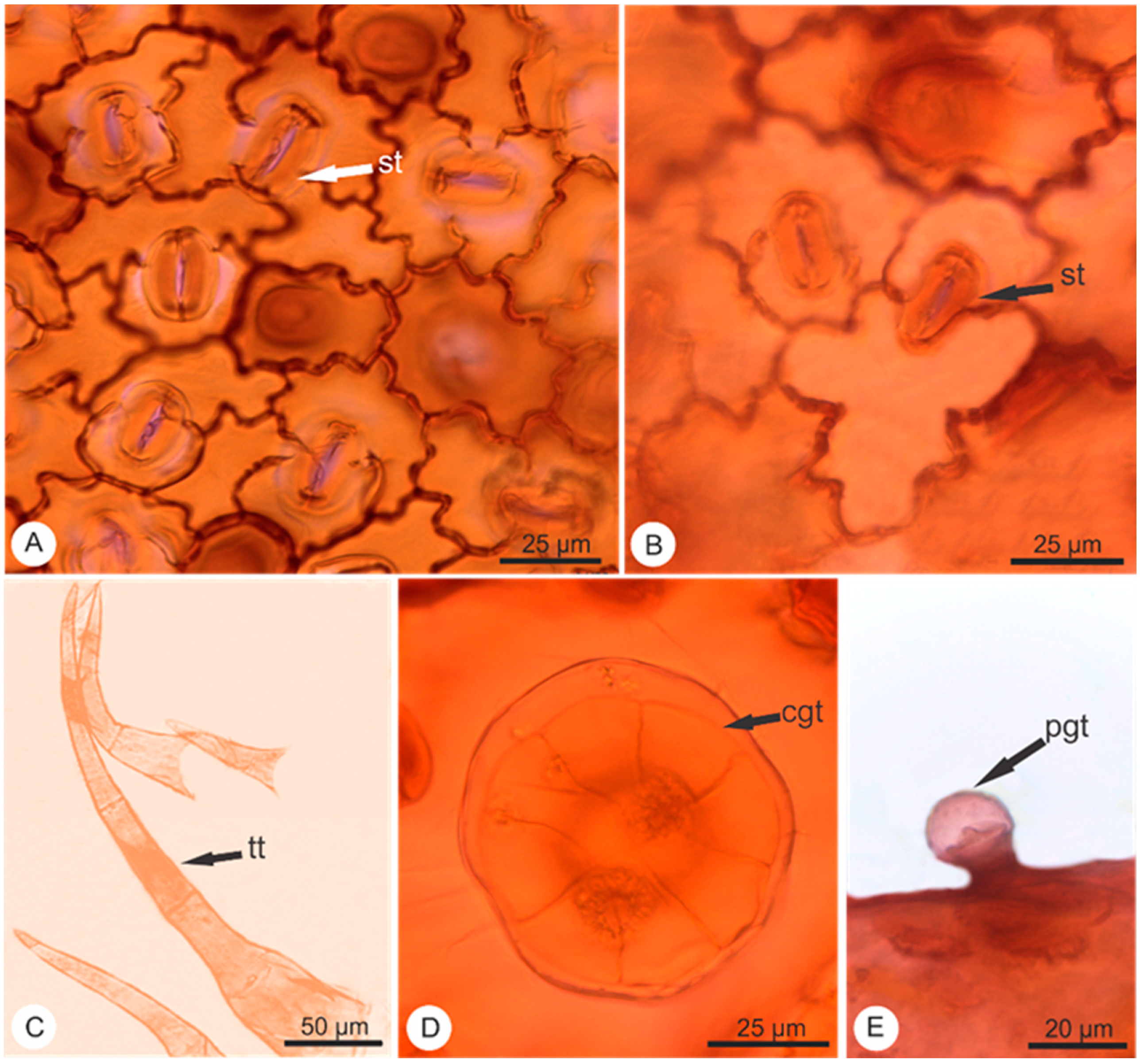 Pharmaceuticals 14 01152 g001 550