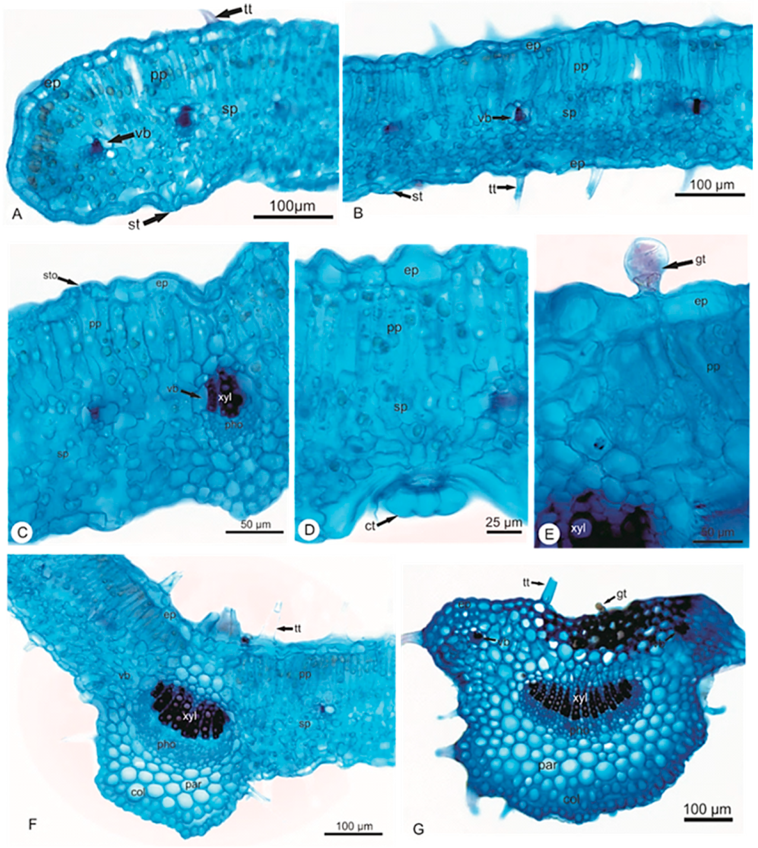 Pharmaceuticals 14 01152 g002 550