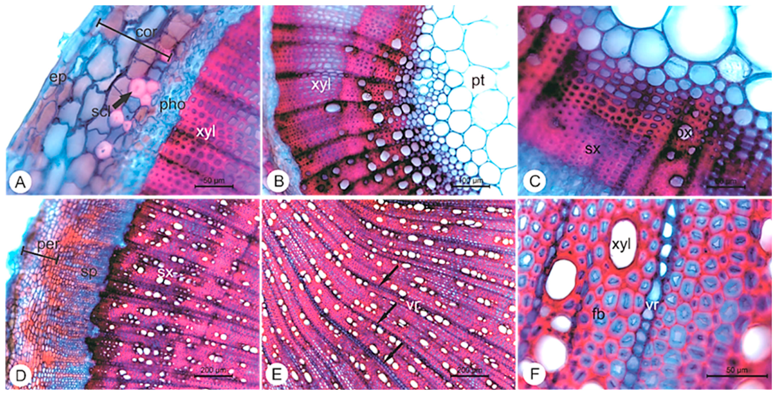 Pharmaceuticals 14 01152 g003 550