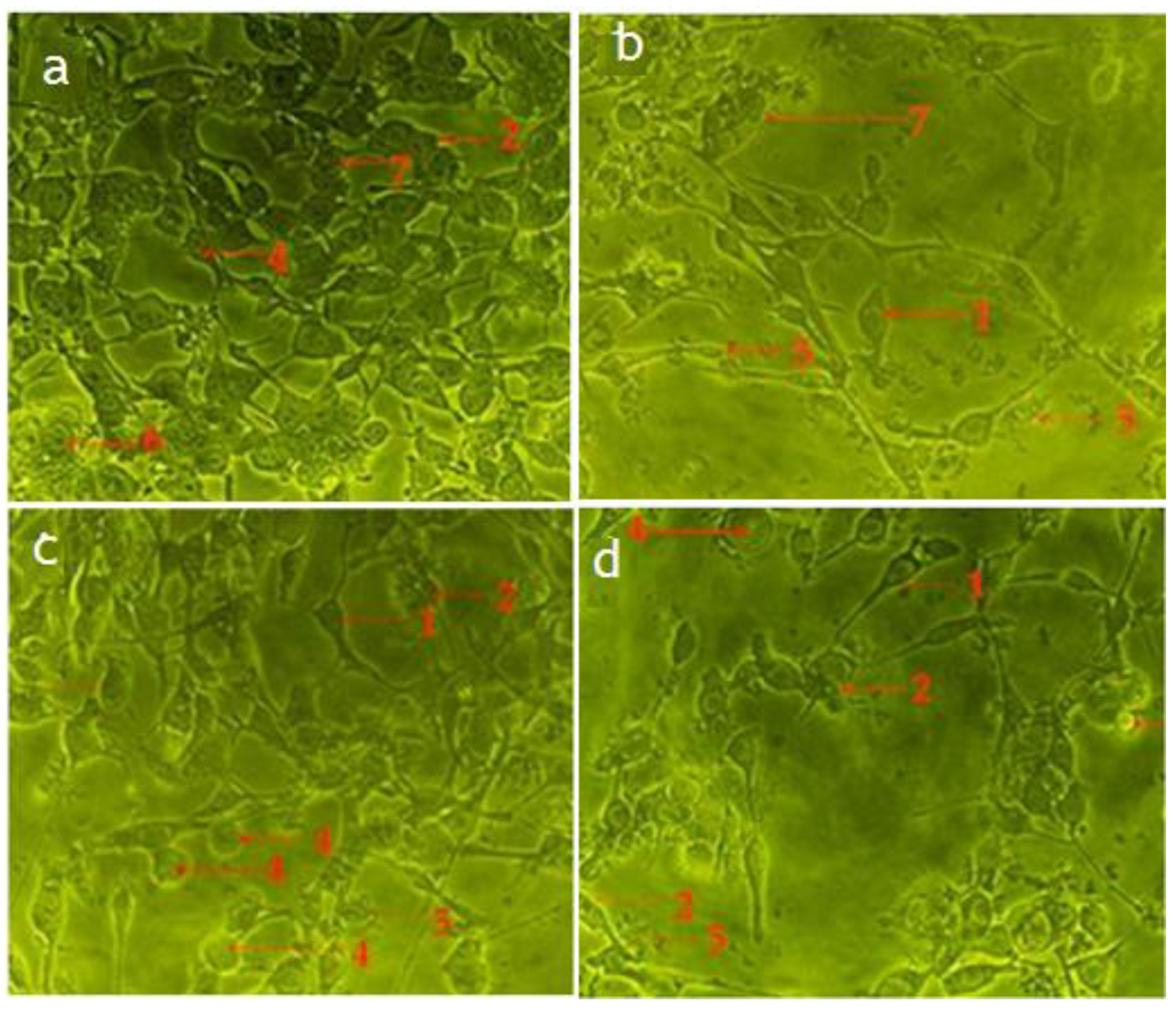 Pharmaceuticals 14 01154 g005 550