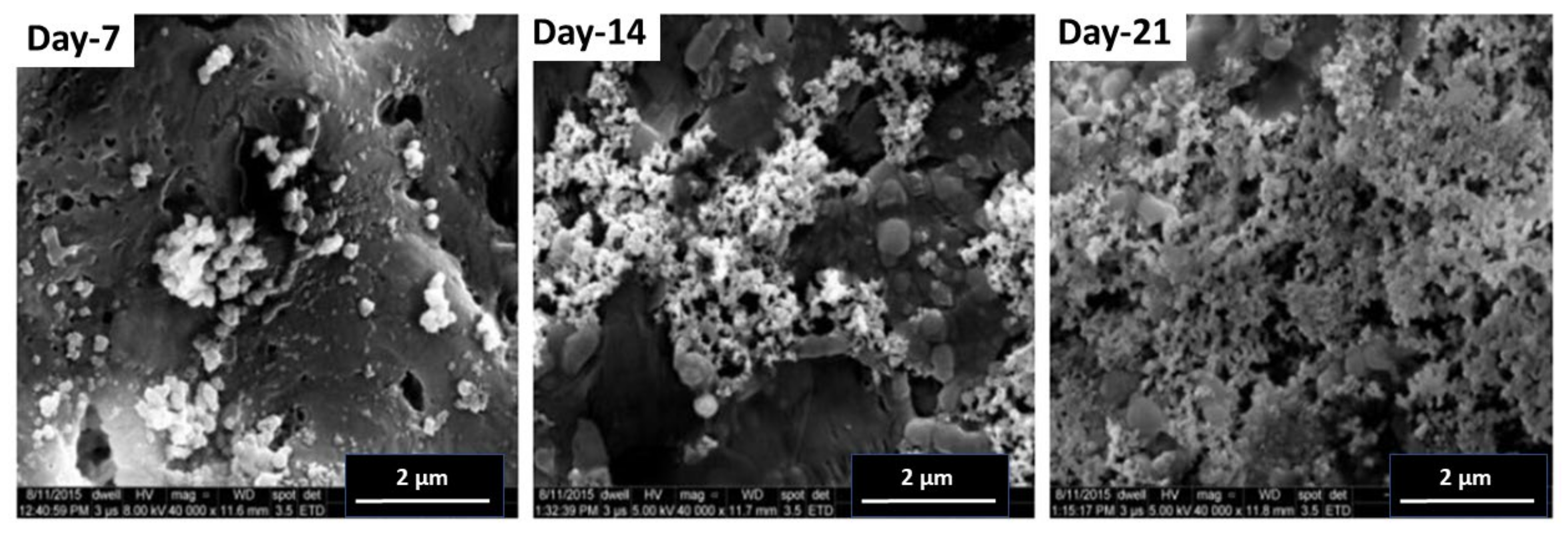 Pharmaceuticals 14 01163 g010