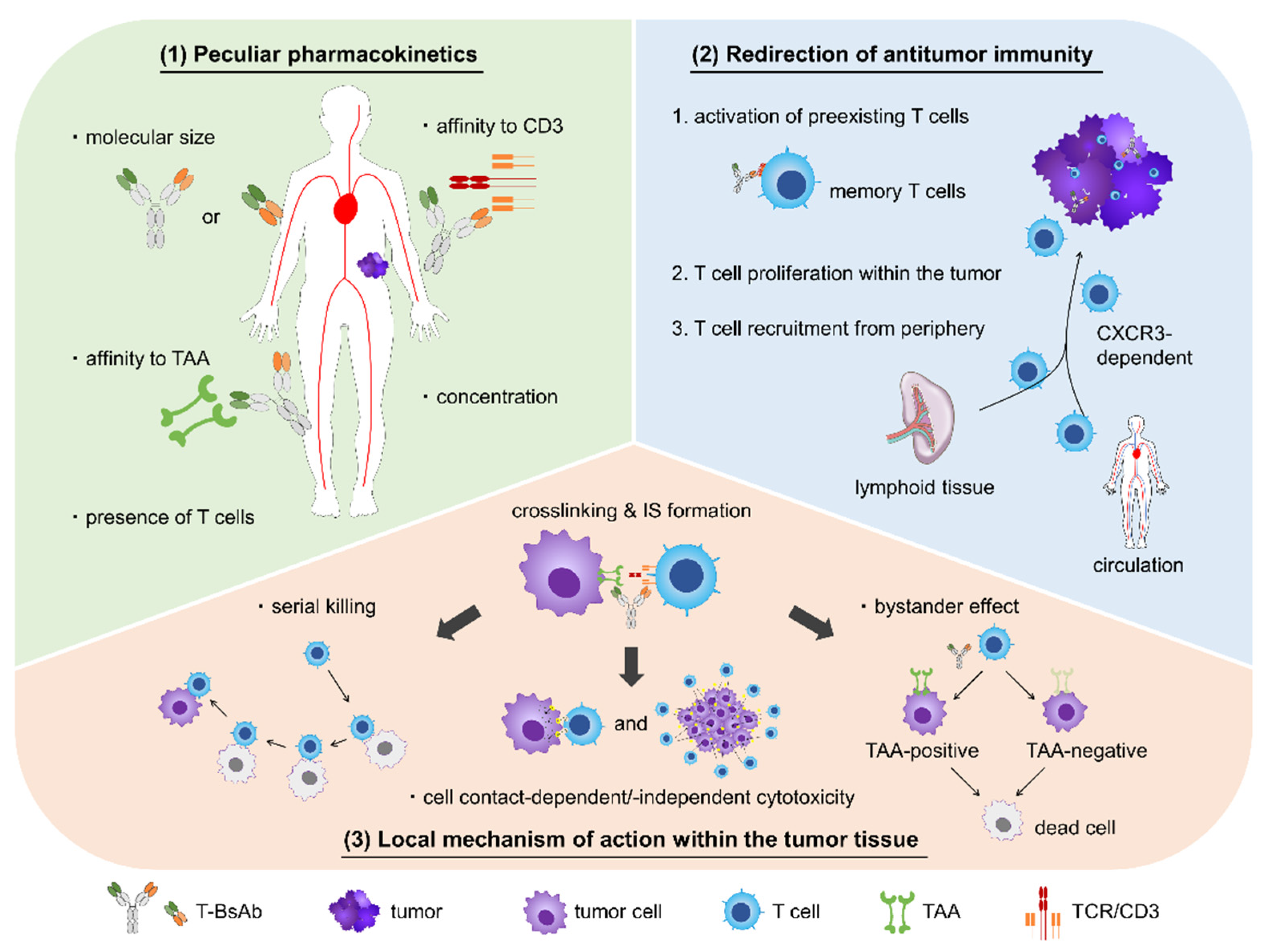T Cell Bispecific Antibodies: An Antibody-Based Delivery System 