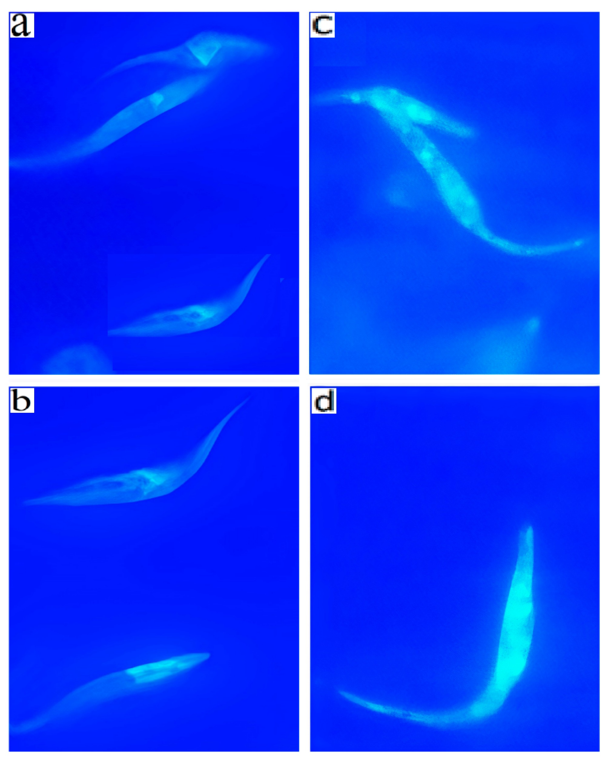 Pharmaceuticals 14 01199 g006