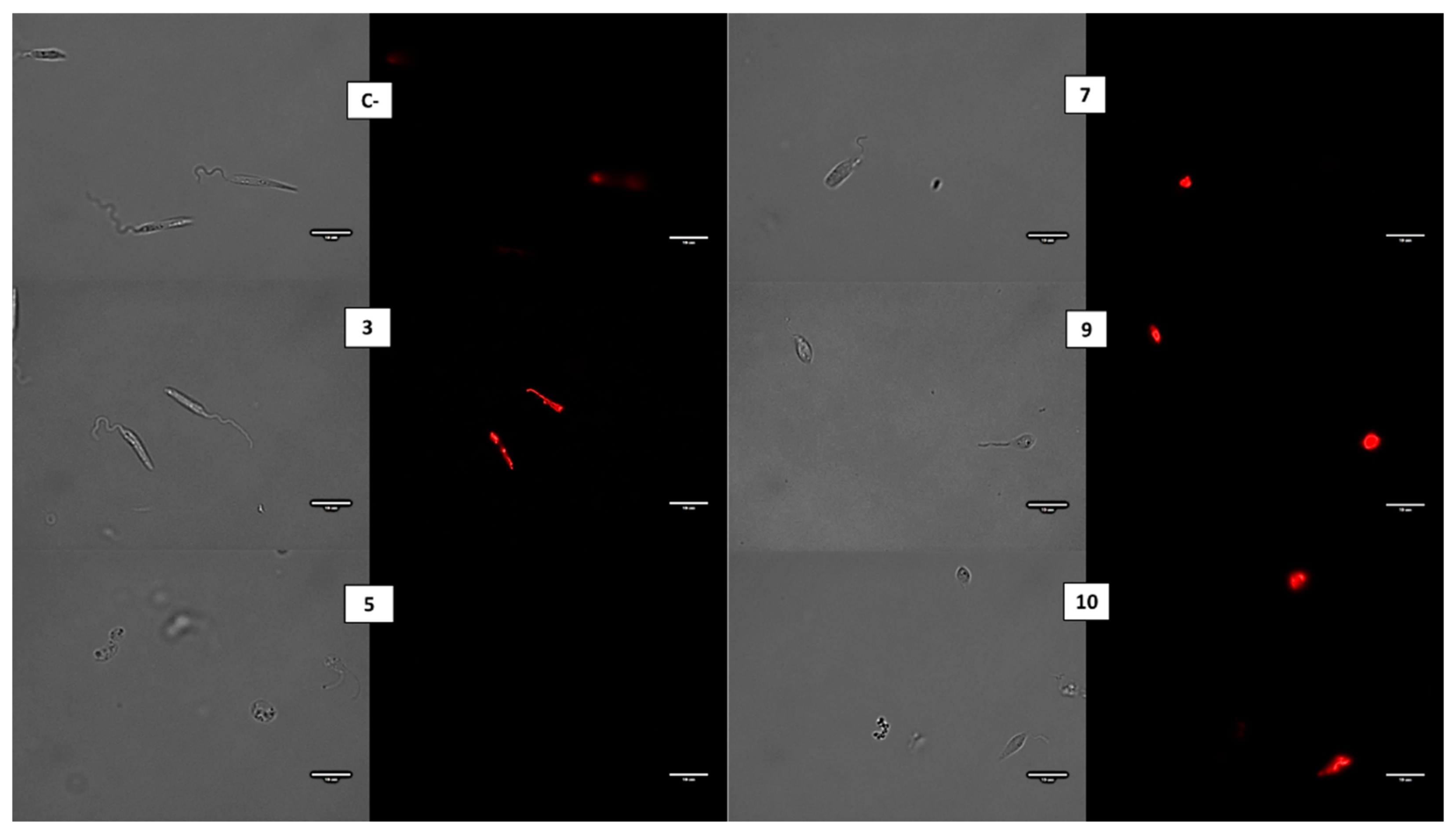 Pharmaceuticals 14 01219 g003 Pharmaceuticals 14 01219 g003
