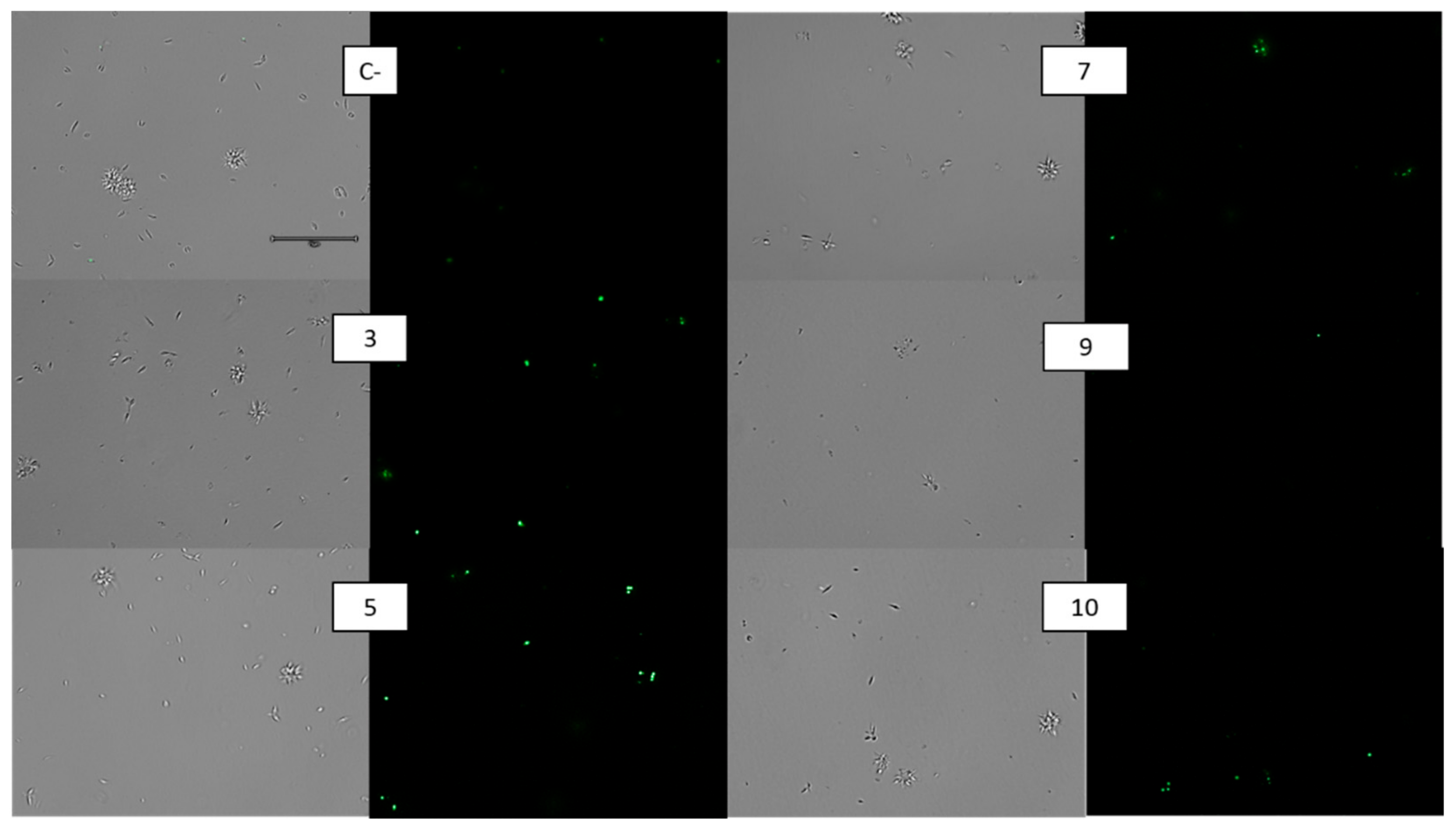 Pharmaceuticals 14 01219 g005 Pharmaceuticals 14 01219 g005