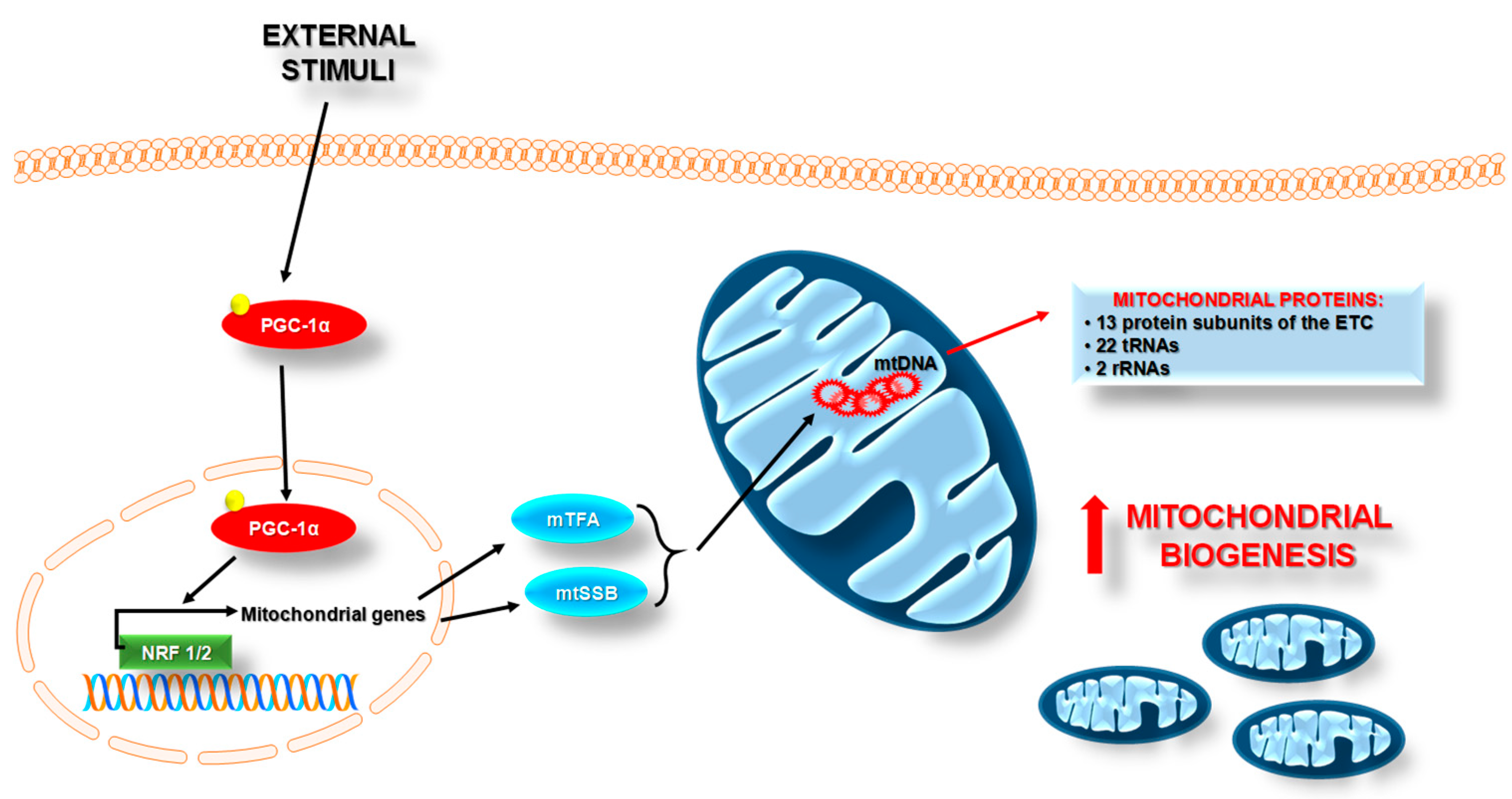 Pharmaceuticals 14 01221 g002
