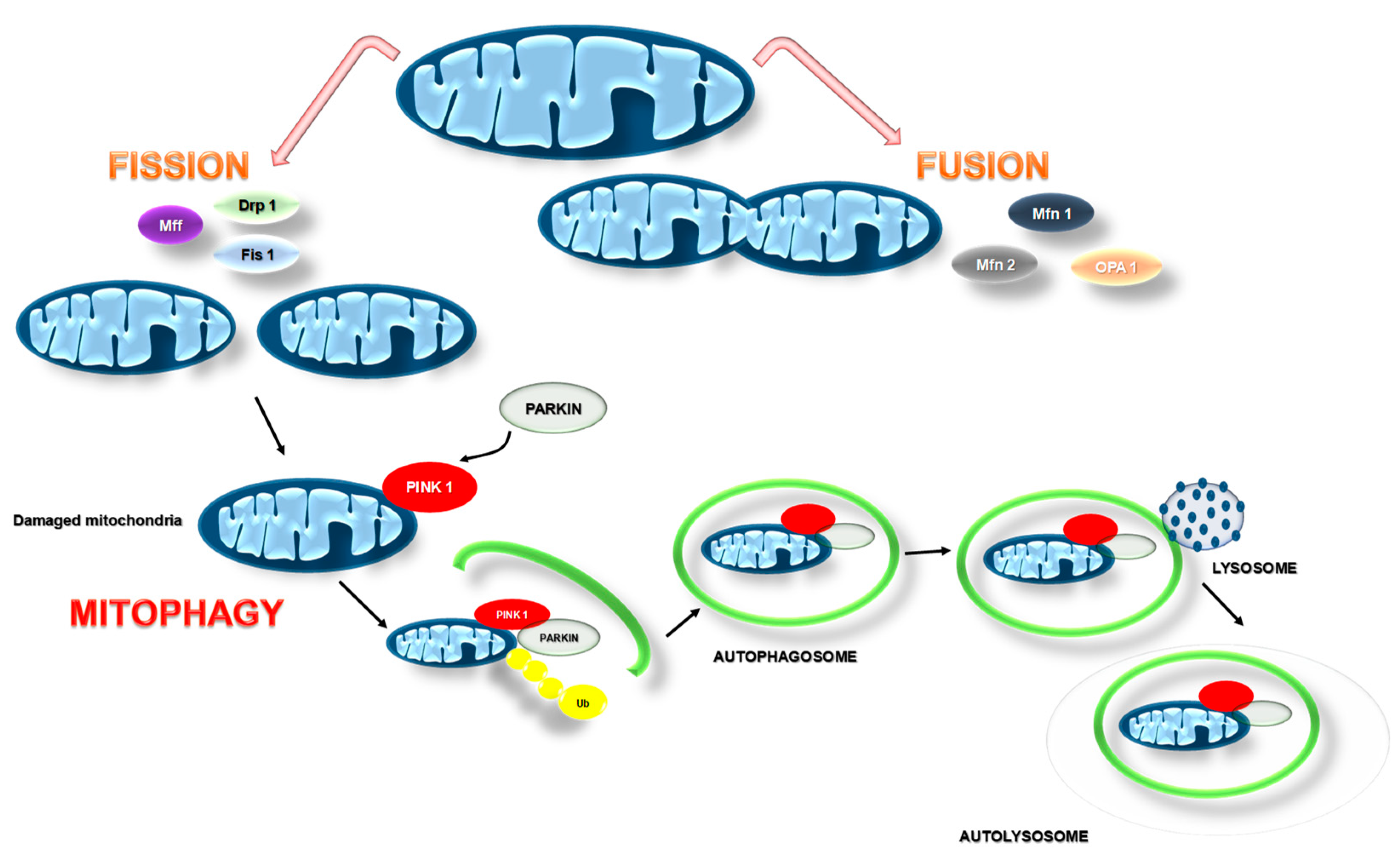 Pharmaceuticals 14 01221 g003