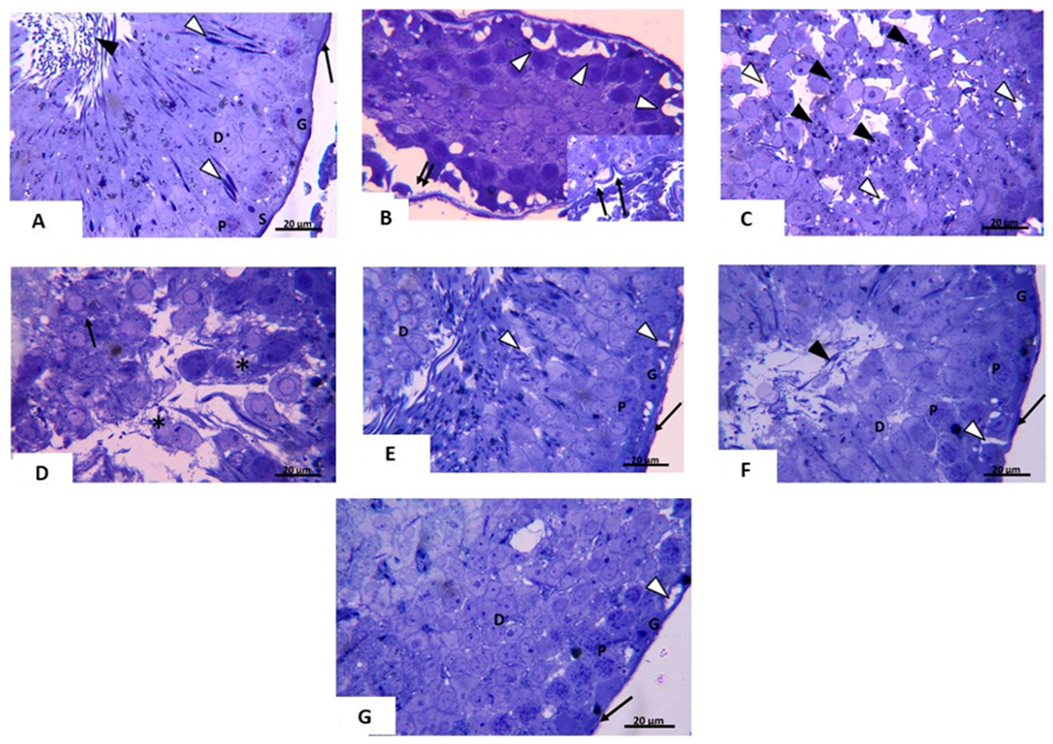 Pharmaceuticals 14 01222 g003 Pharmaceuticals 14 01222 g003