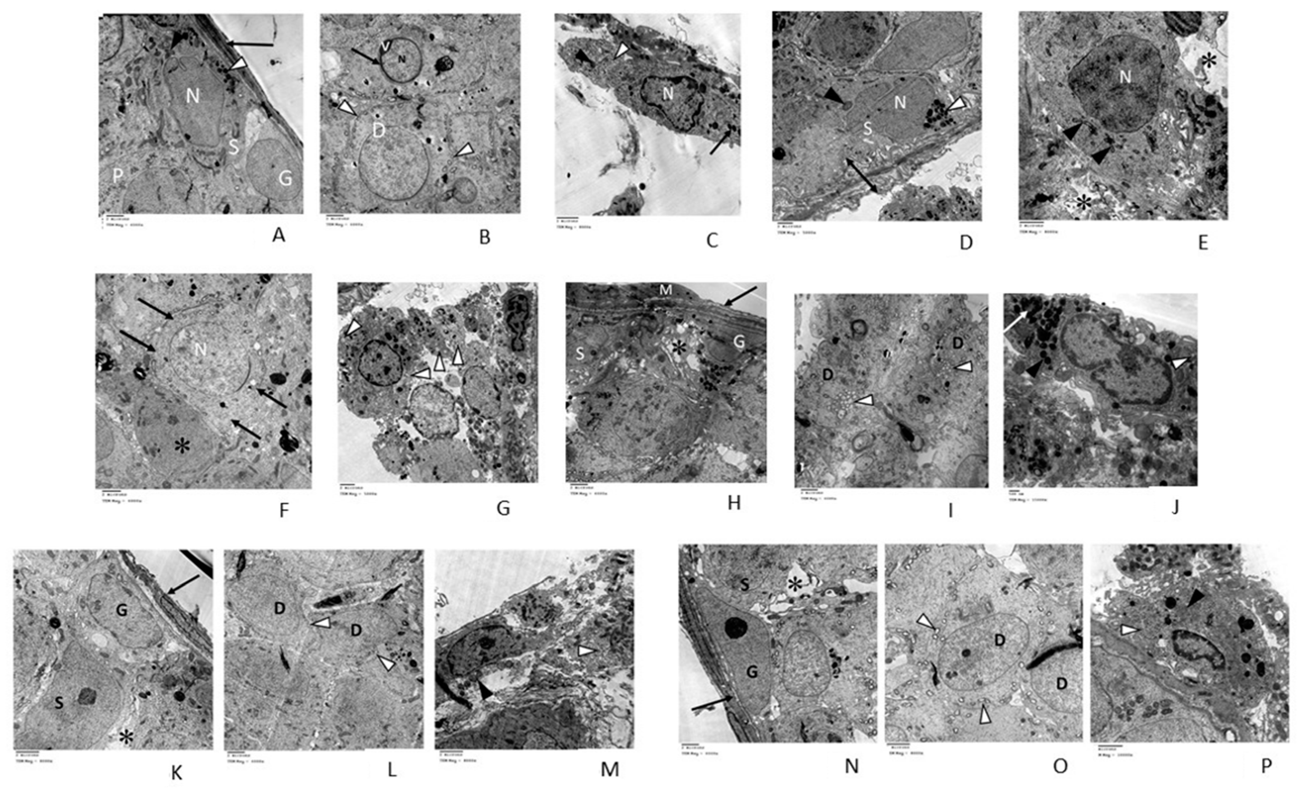 Pharmaceuticals 14 01222 g005 Pharmaceuticals 14 01222 g005