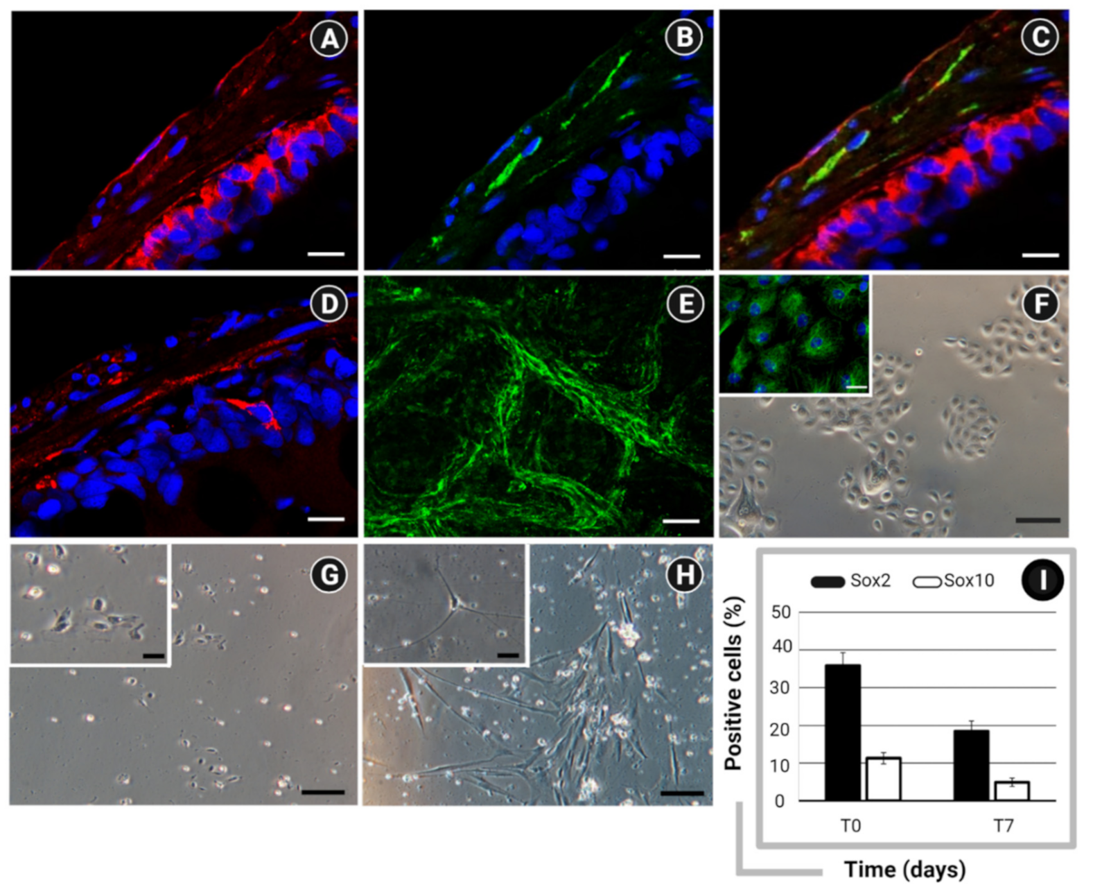 Pharmaceuticals 14 01234 g002 Pharmaceuticals 14 01234 g002