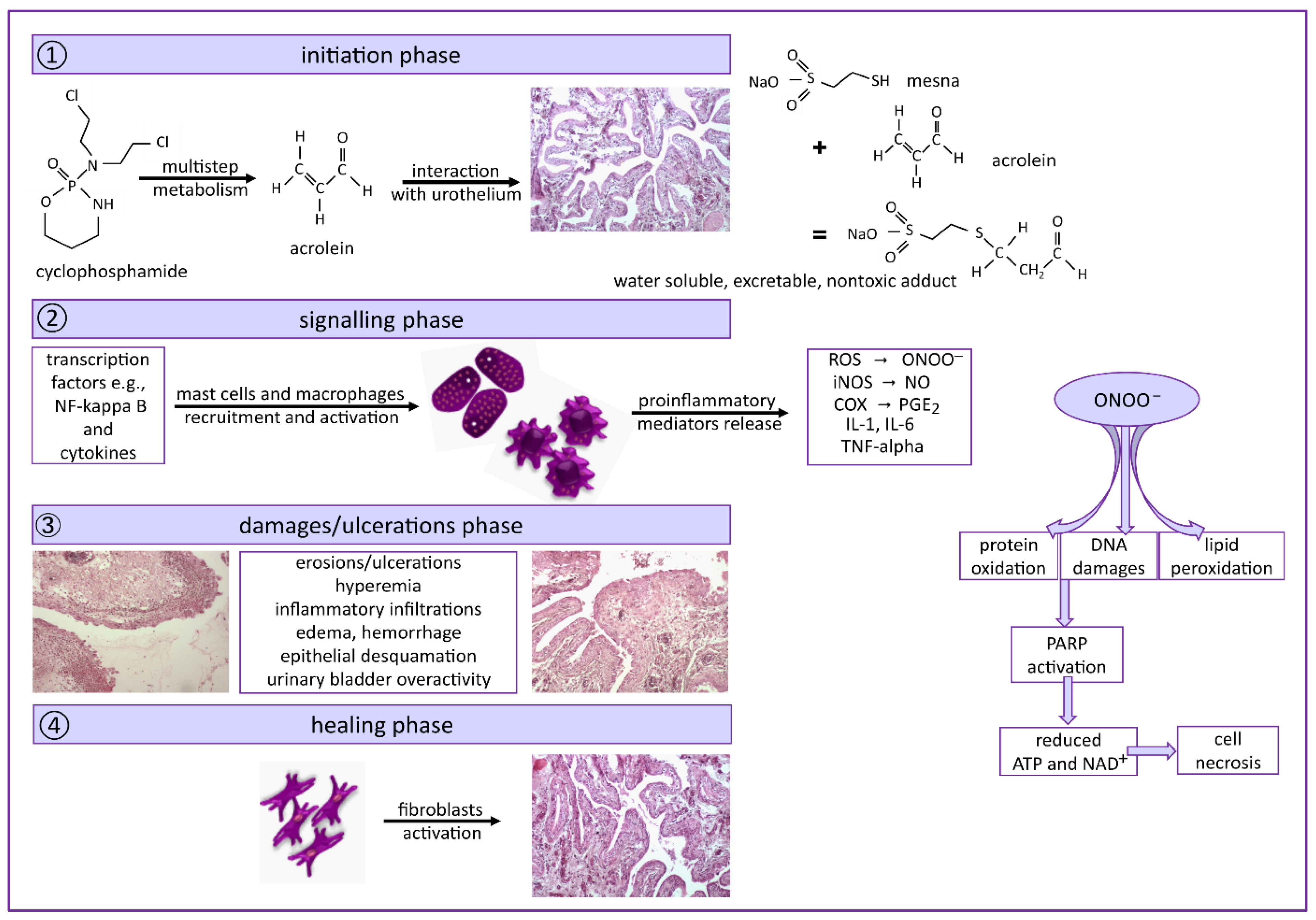 Pharmaceuticals 14 01237 g008