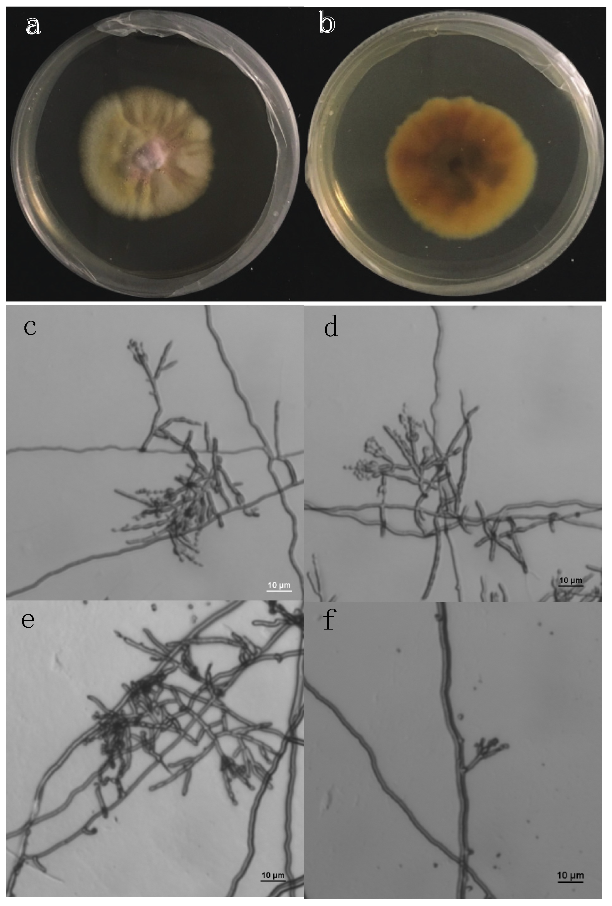 Pharmaceuticals 14 01238 g001