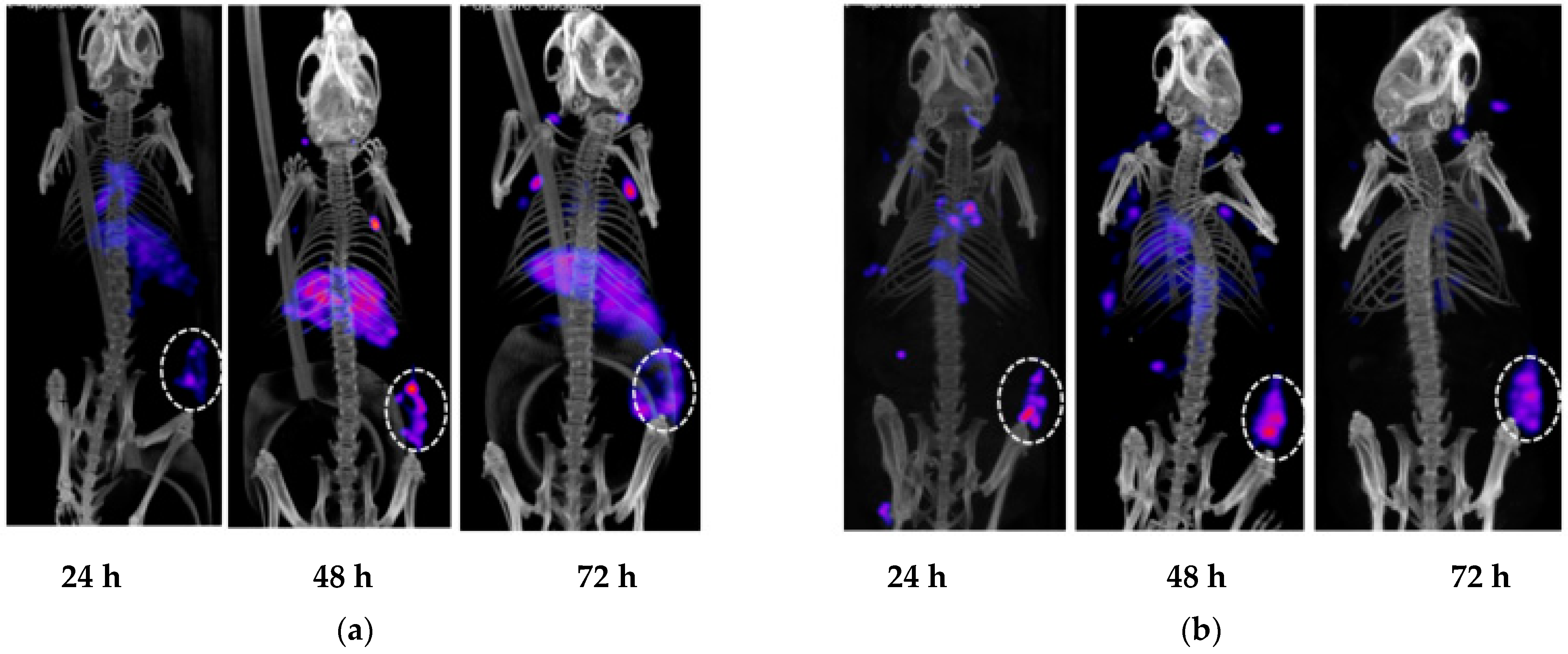 Pharmaceuticals 14 01251 g004